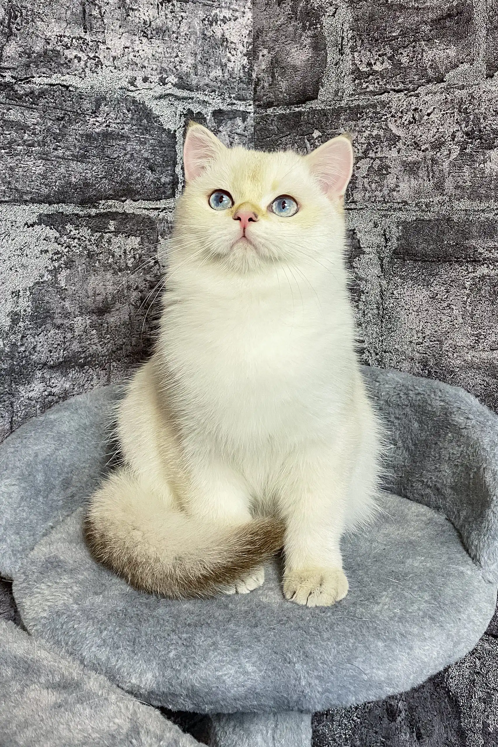 Anjelo | British Shorthair Kitten - Image 5