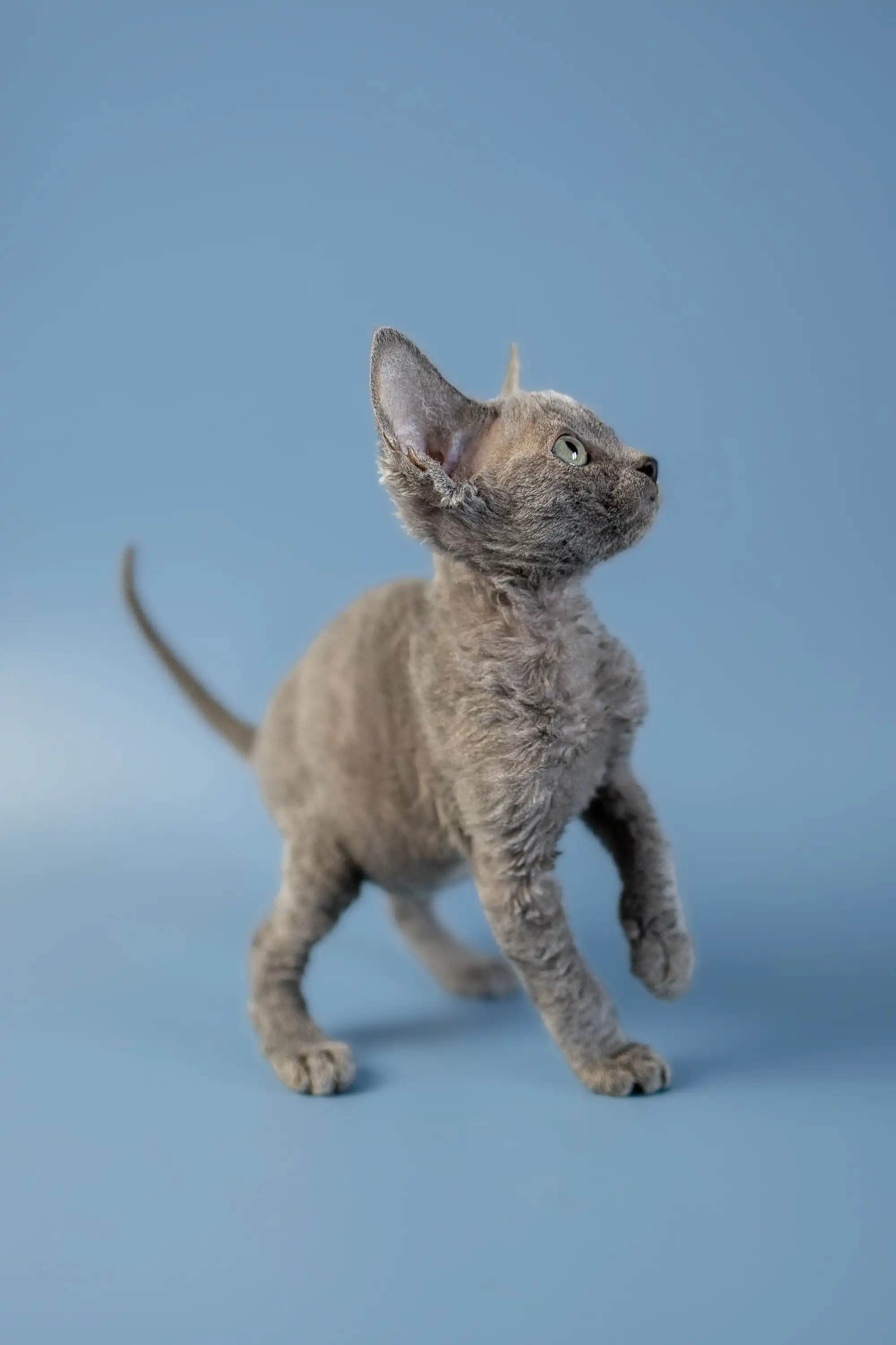 Anna | Devon Rex Kitten - Image 10