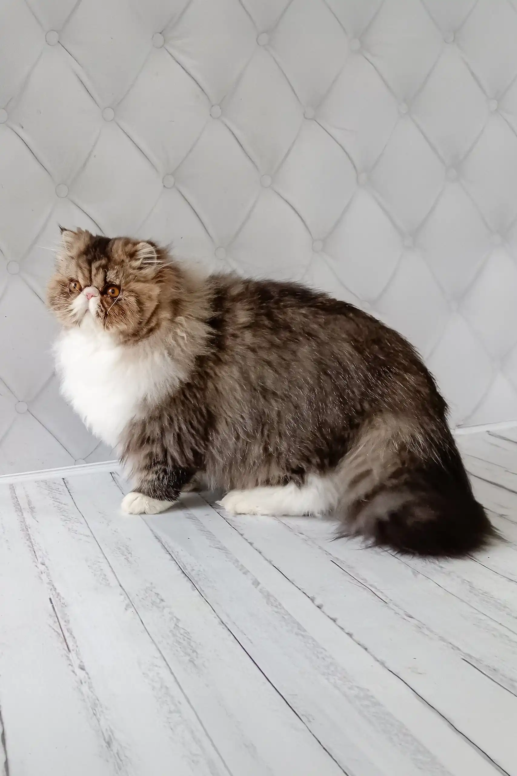 Anton | Persian Kitten - Image 4