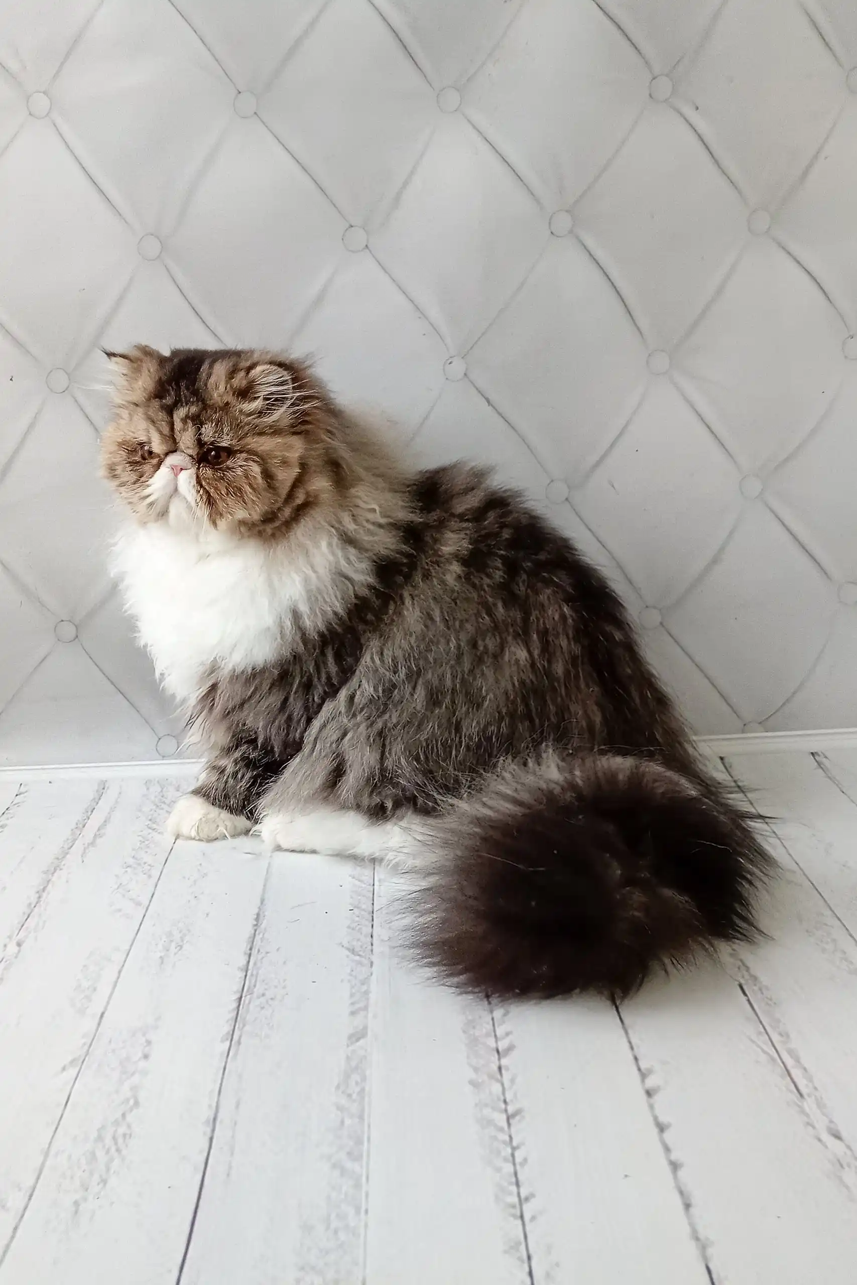 Anton | Persian Kitten - Image 7