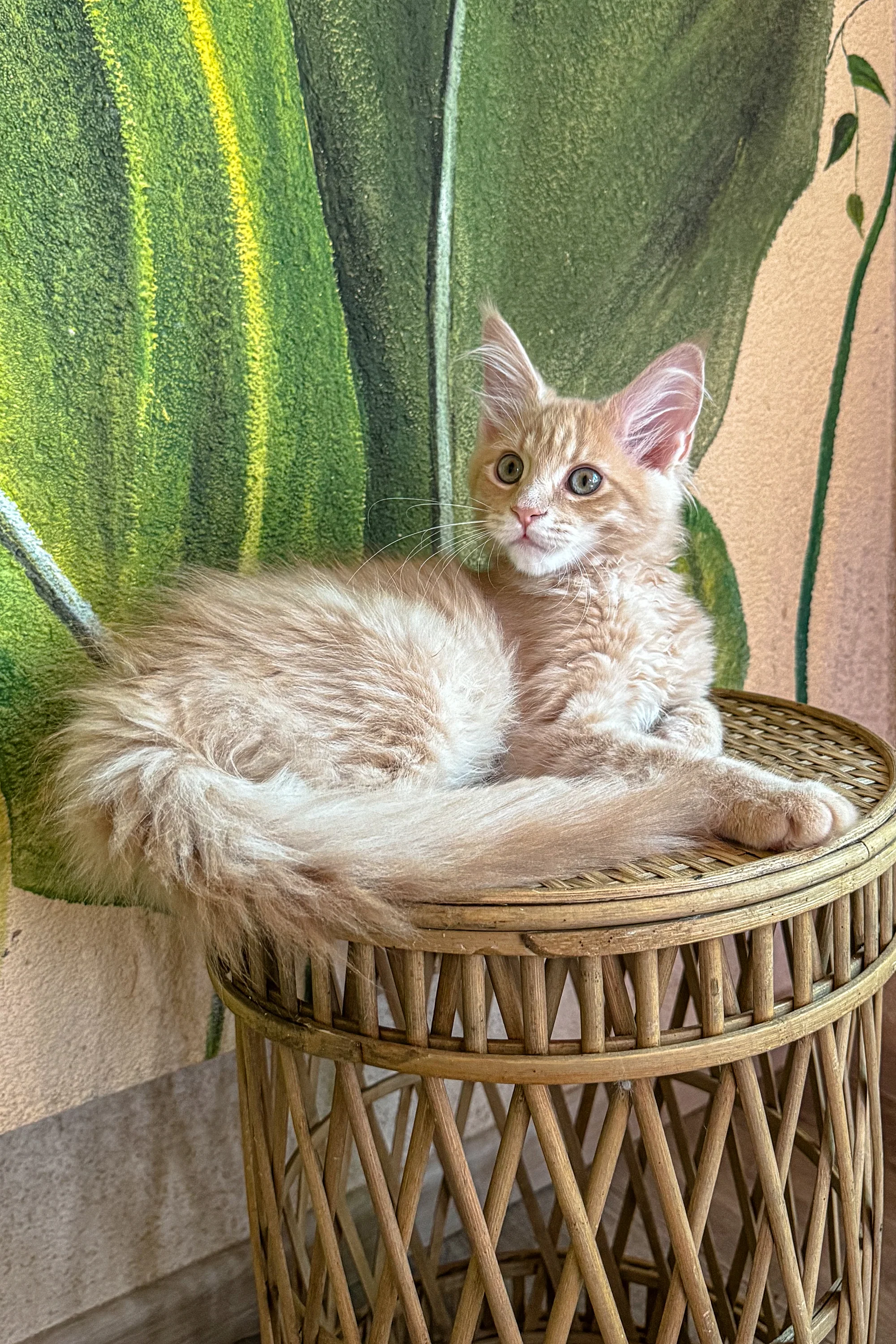 Apricoty | Maine Coon Kitten - Image 5