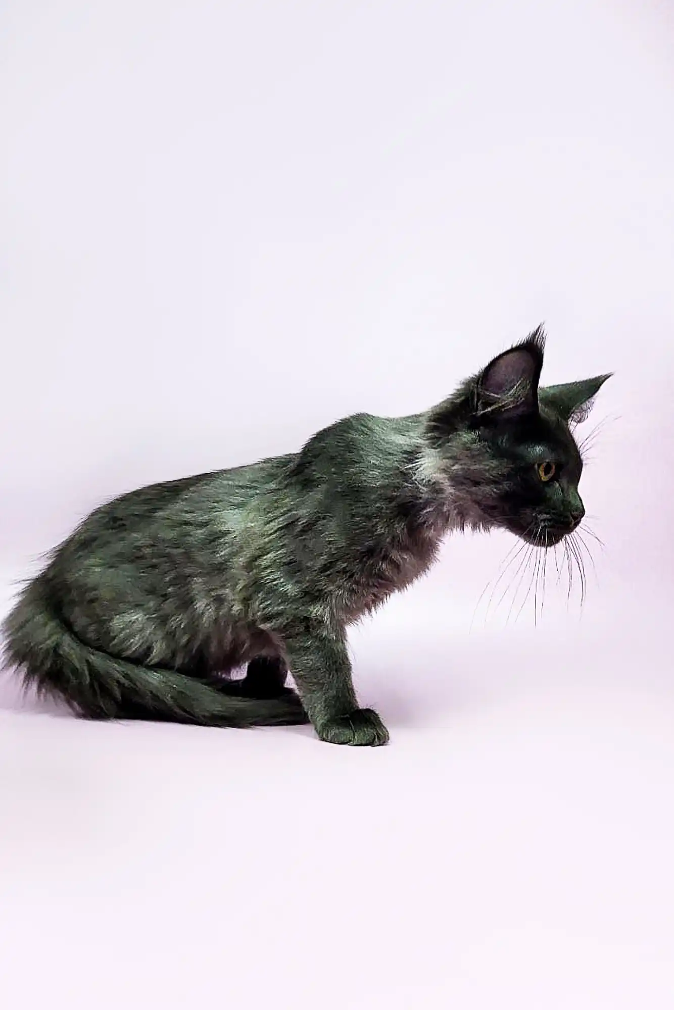 Arcadia| Maine Coon Kitten - Image 11