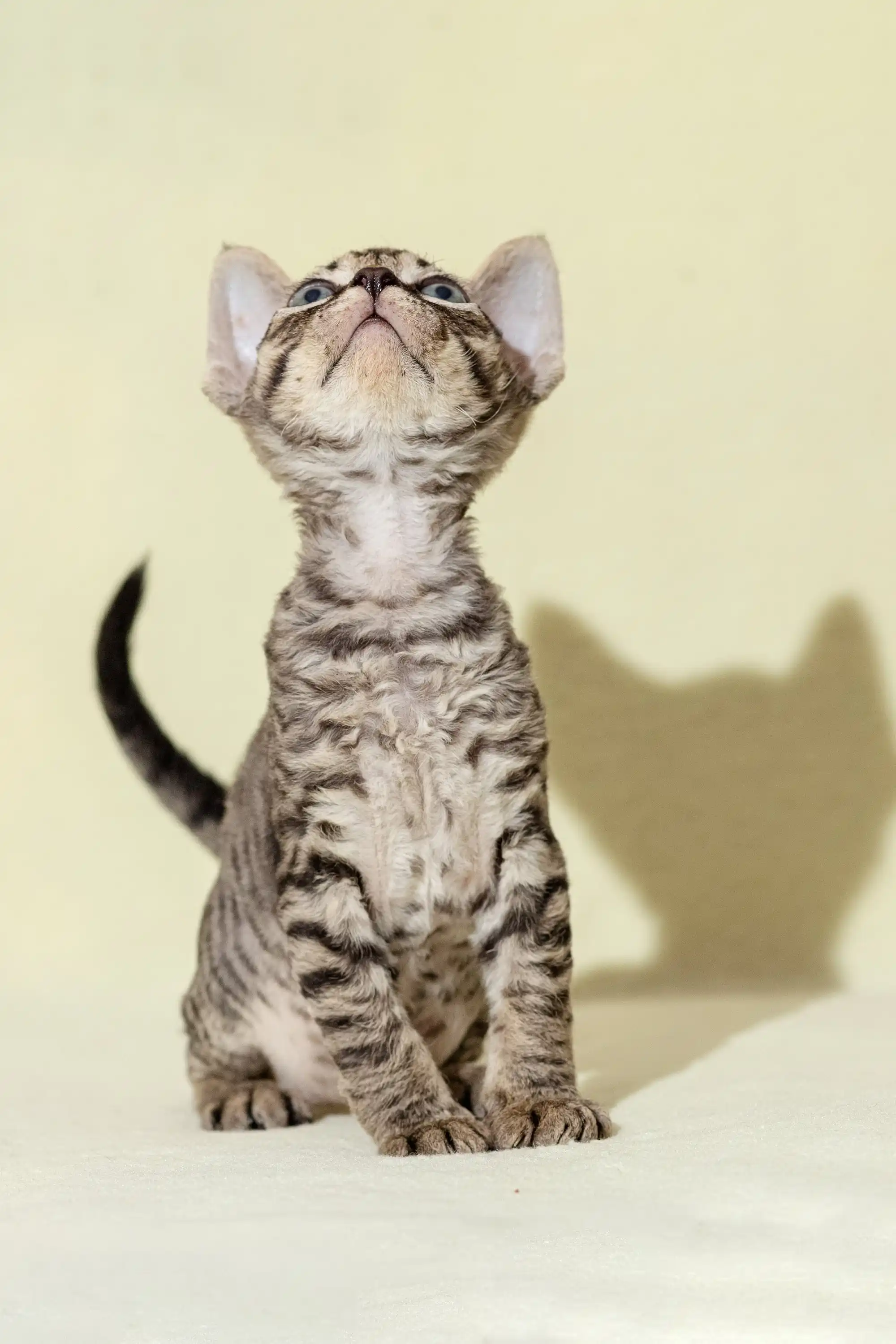 Archi | Devon Rex Kitten - Image 3