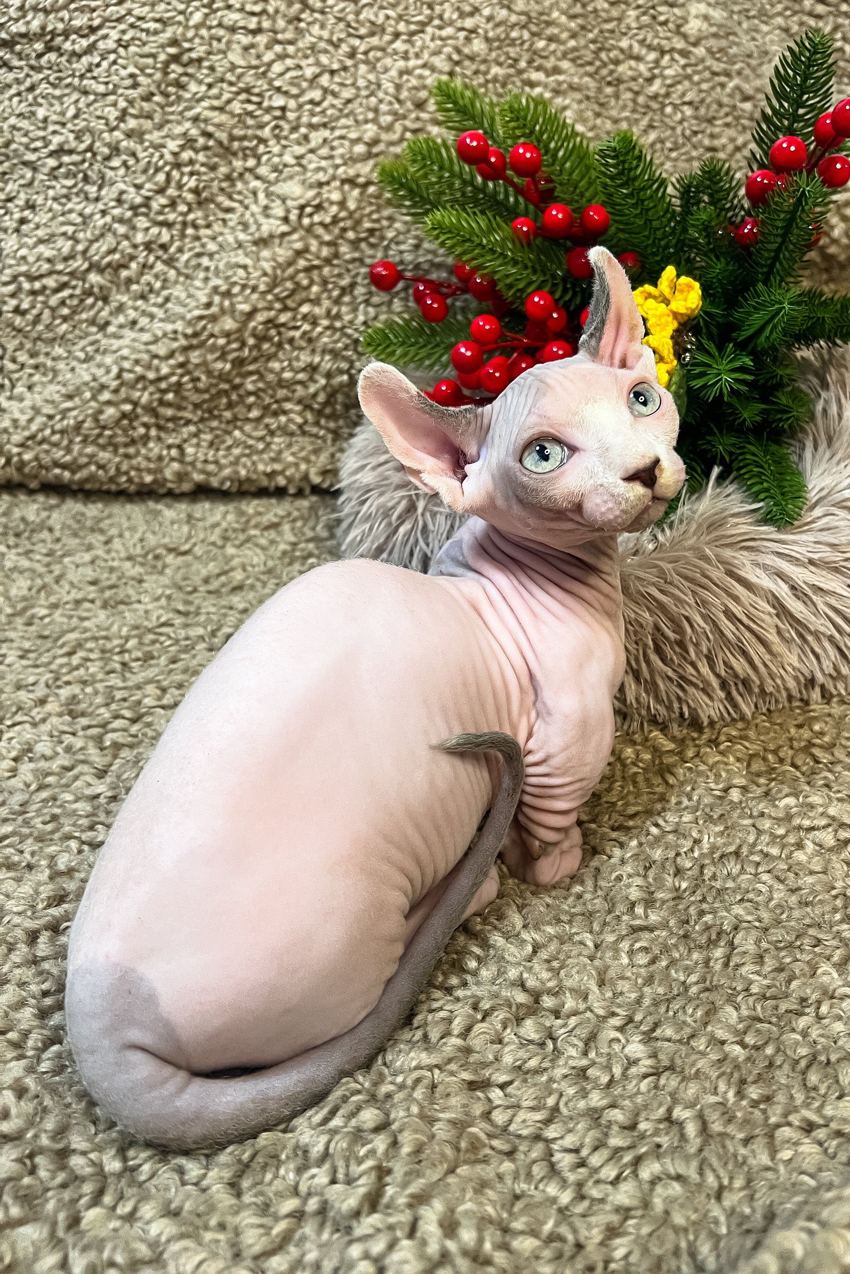 Archie | Dwelf Sphynx Kitten - Image 4