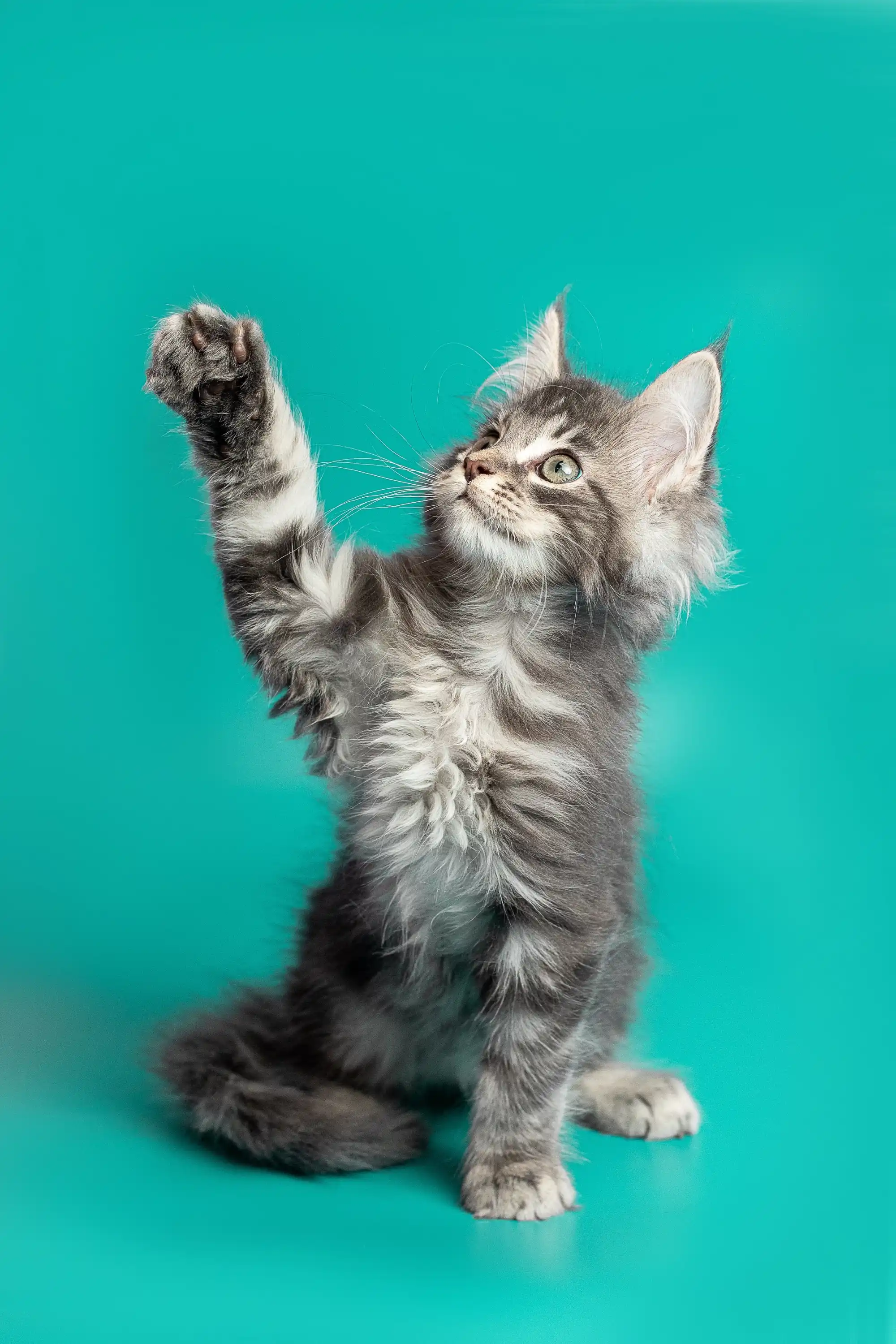 Ares | Maine Coon Kitten - Image 8