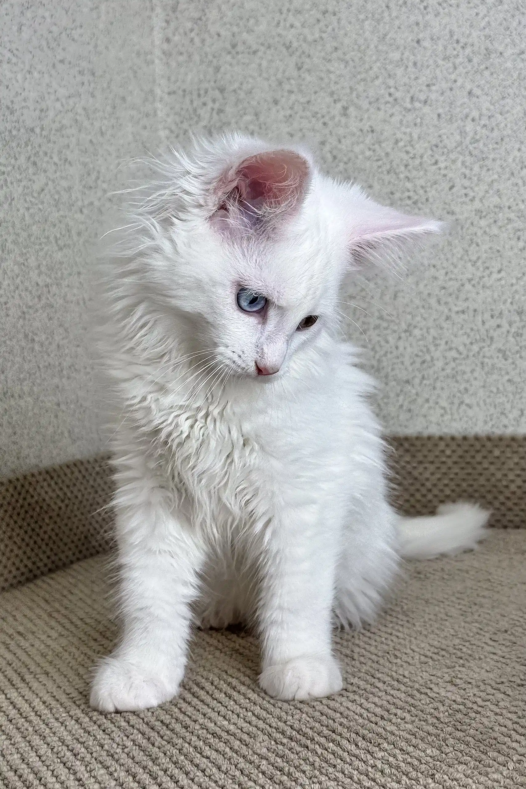 Arfa | Maine Coon Kitten - Image 4