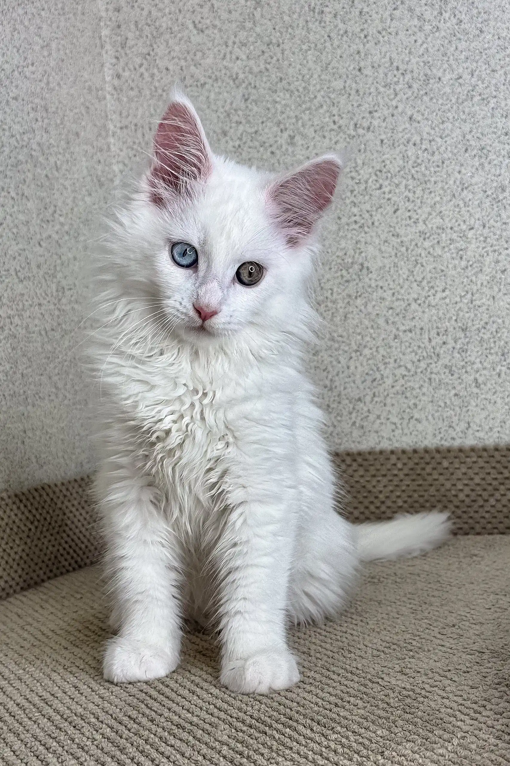 Arfa | Maine Coon Kitten - Image 7