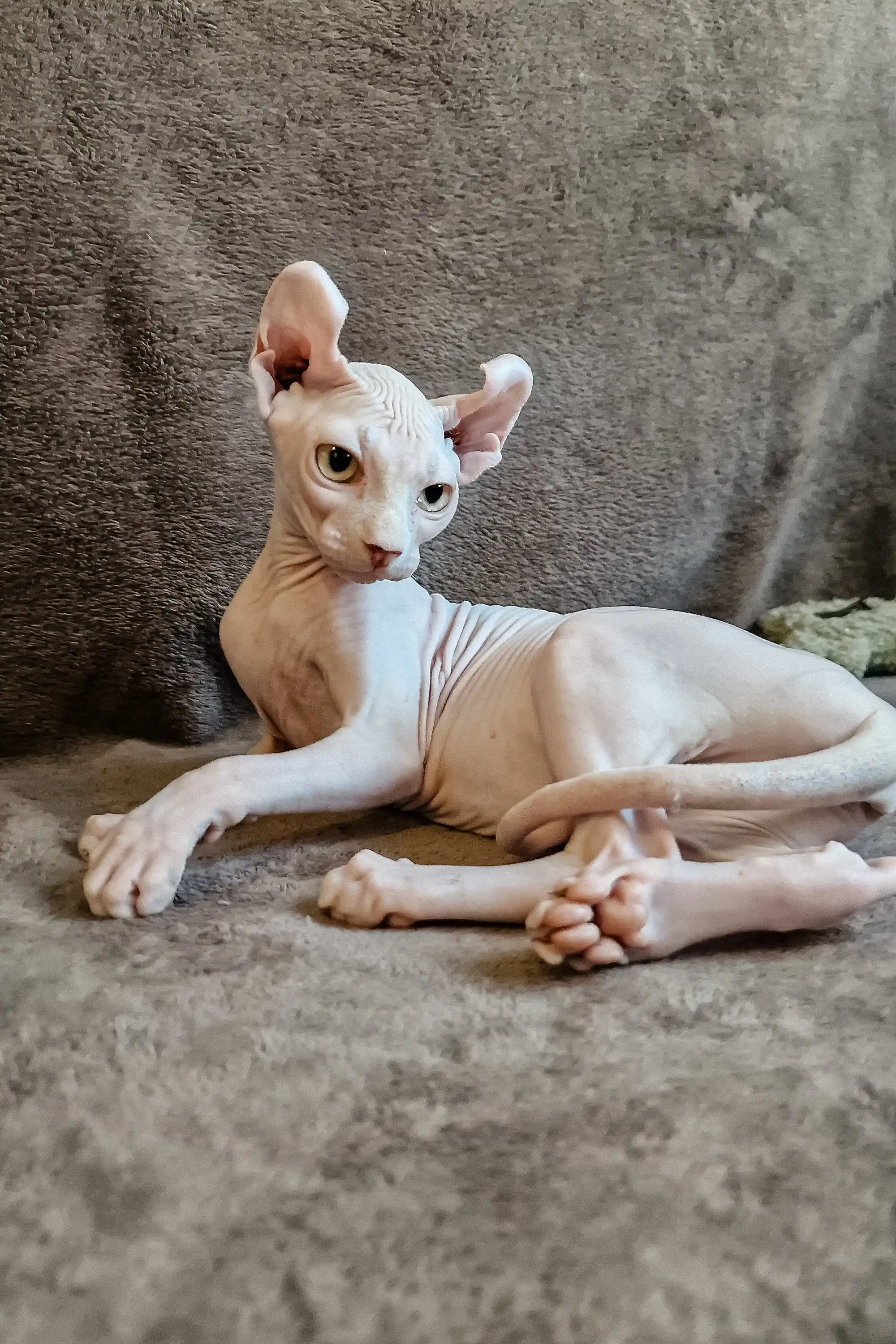 Ariel | Elf Sphynx Kitten - Image 3