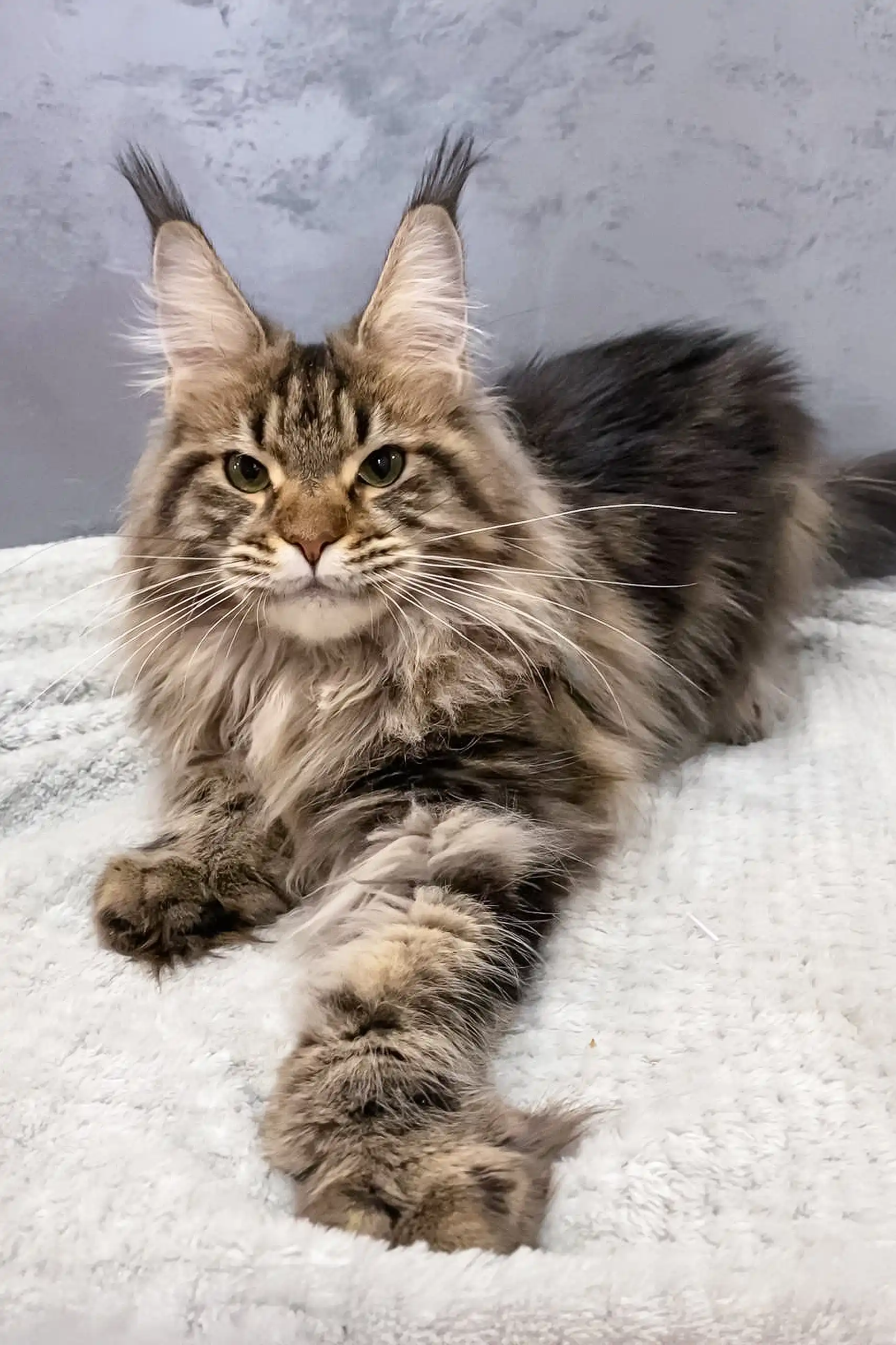 Ariella | Polydactyl Maine Coon - Image 6