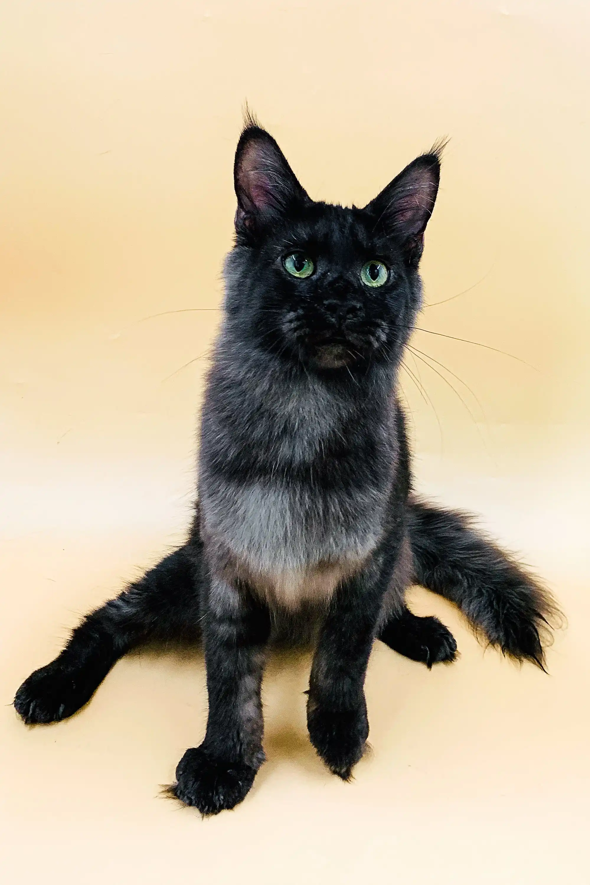 Aristarh | Maine Coon Kitten - Image 3