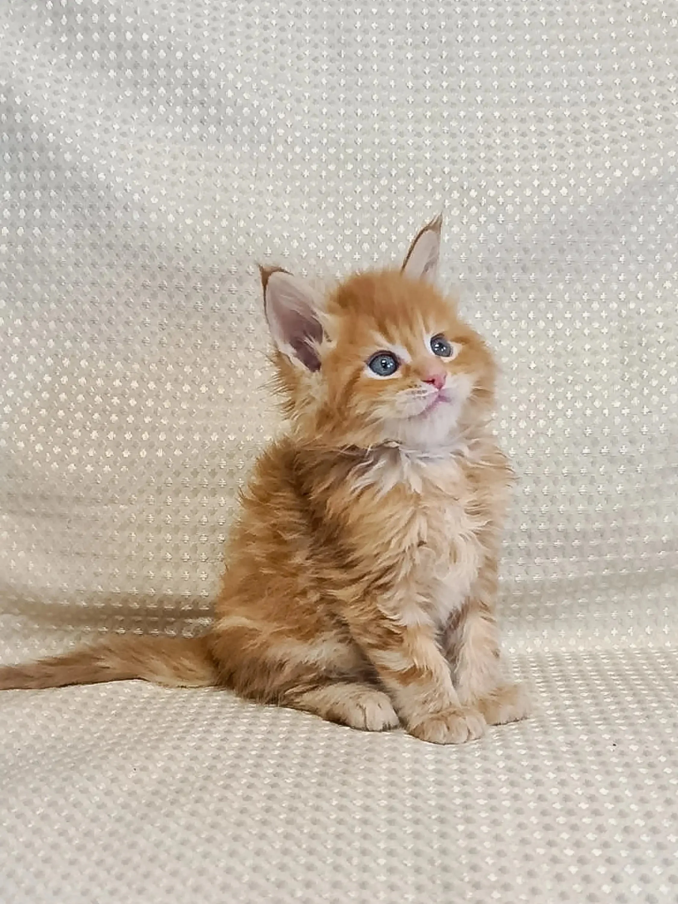 Armani | Maine Coon Kitten - Image 11
