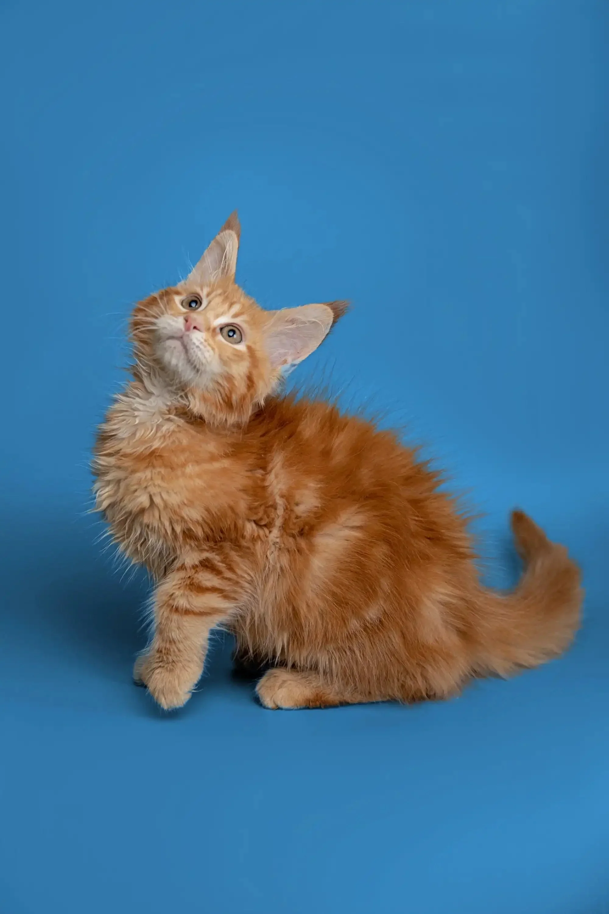 Armani | Maine Coon Kitten - Image 9