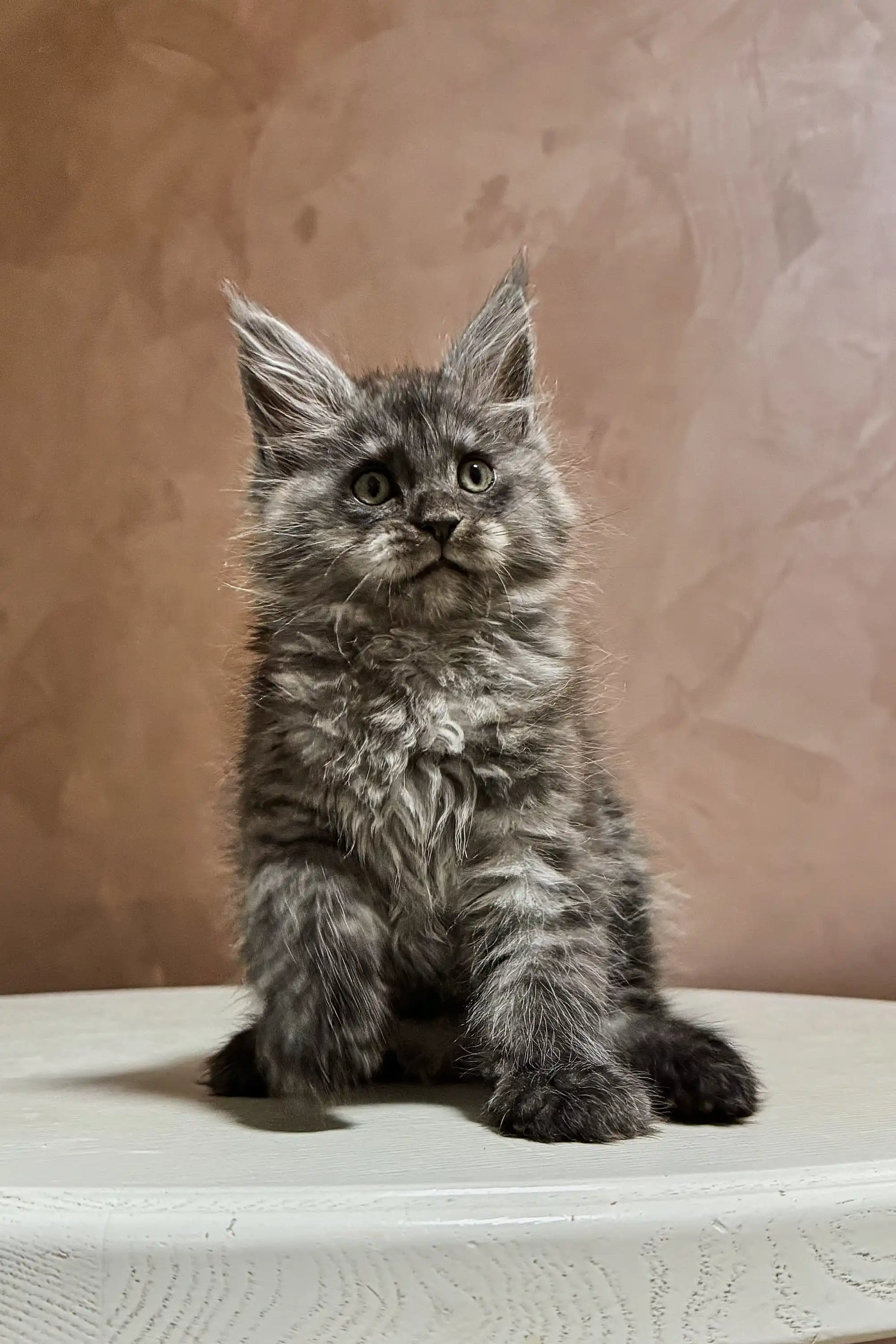 Arnold | Maine Coon Kitten - Image 12