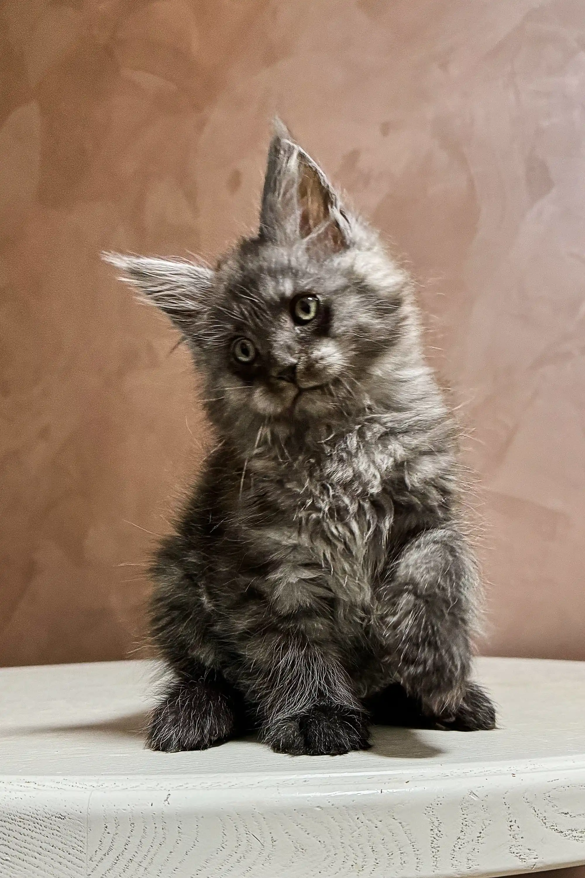 Arnold | Maine Coon Kitten - Image 13