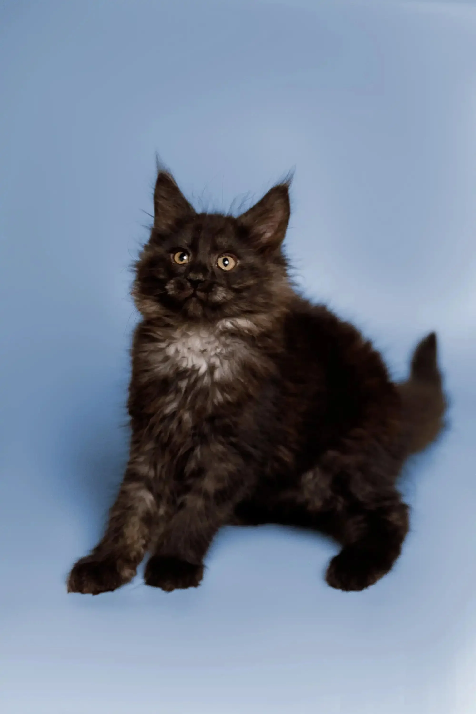 Arnold | Maine Coon Kitten - Image 12