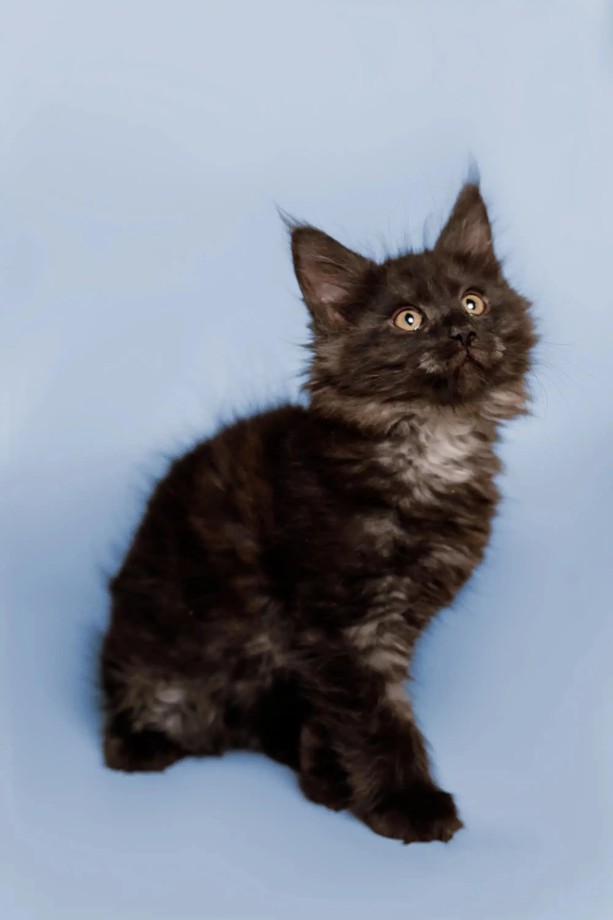 Arnold | Maine Coon Kitten - Image 6