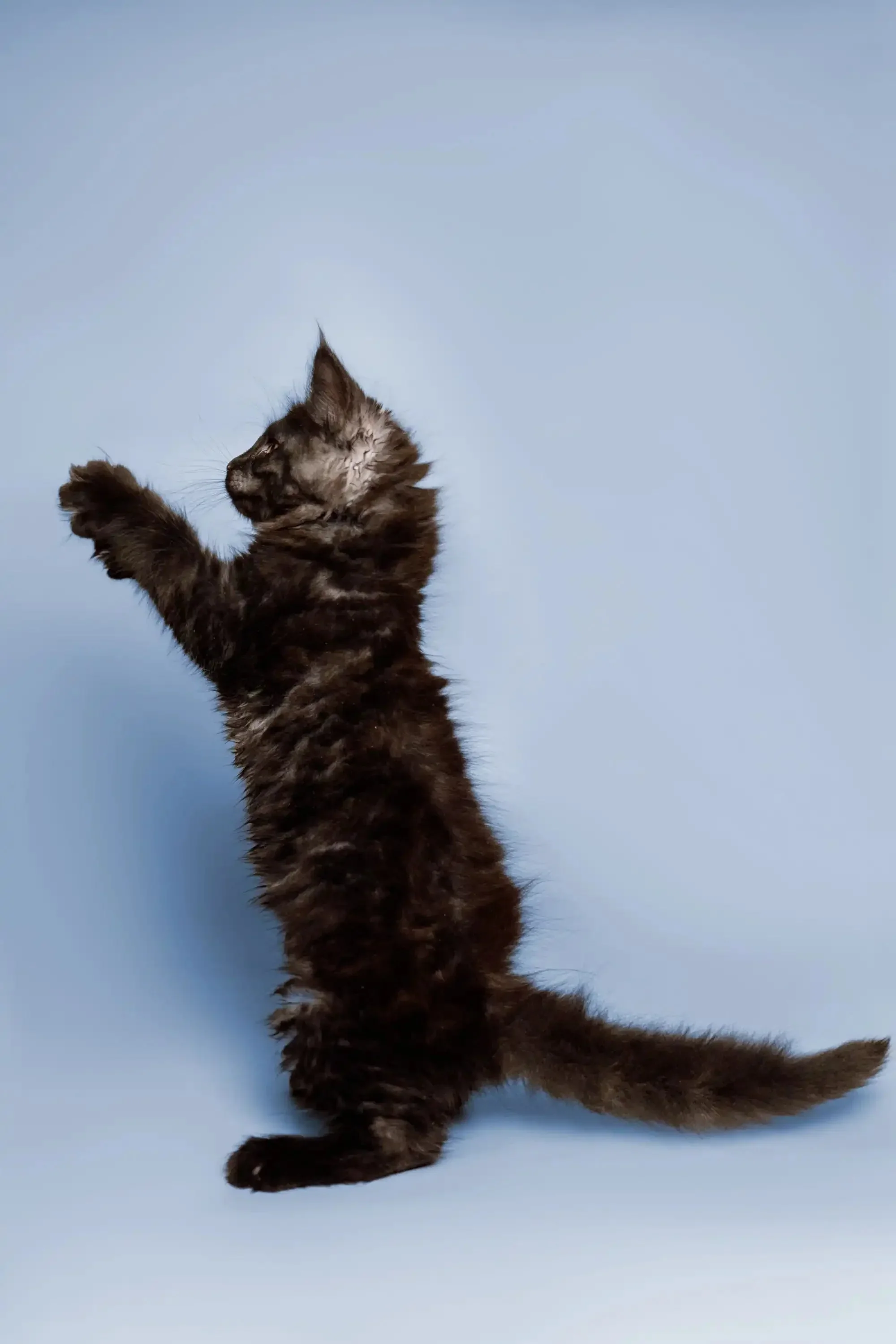 Arnold | Maine Coon Kitten - Image 7