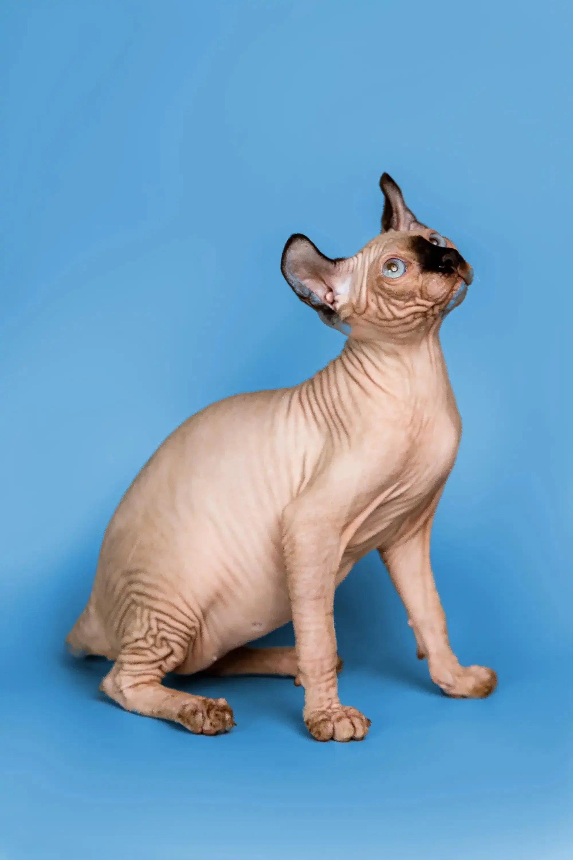 Arnold | Elf Kitten - Image 8