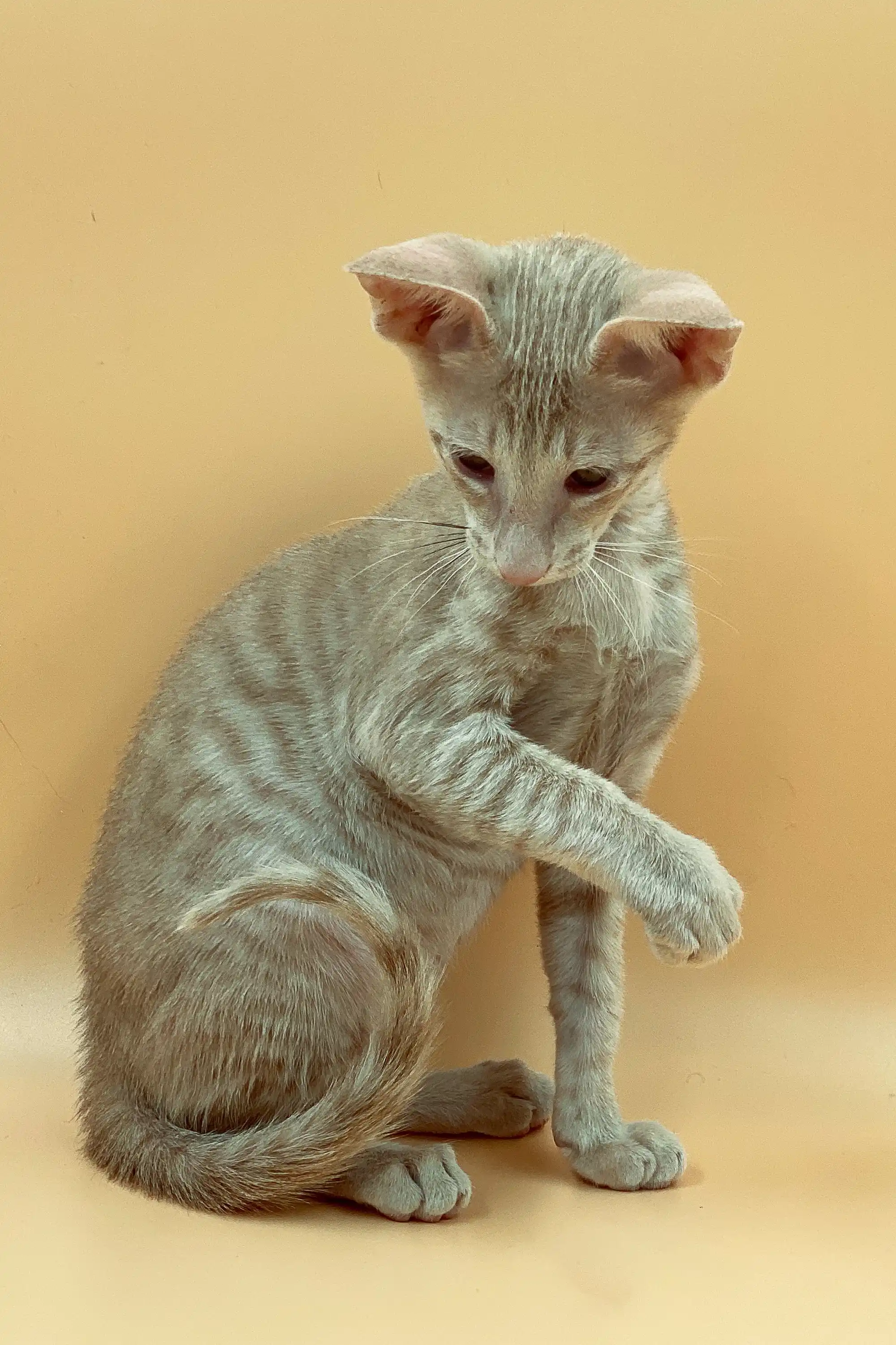 Aron | Peterbald Kitten - Image 10