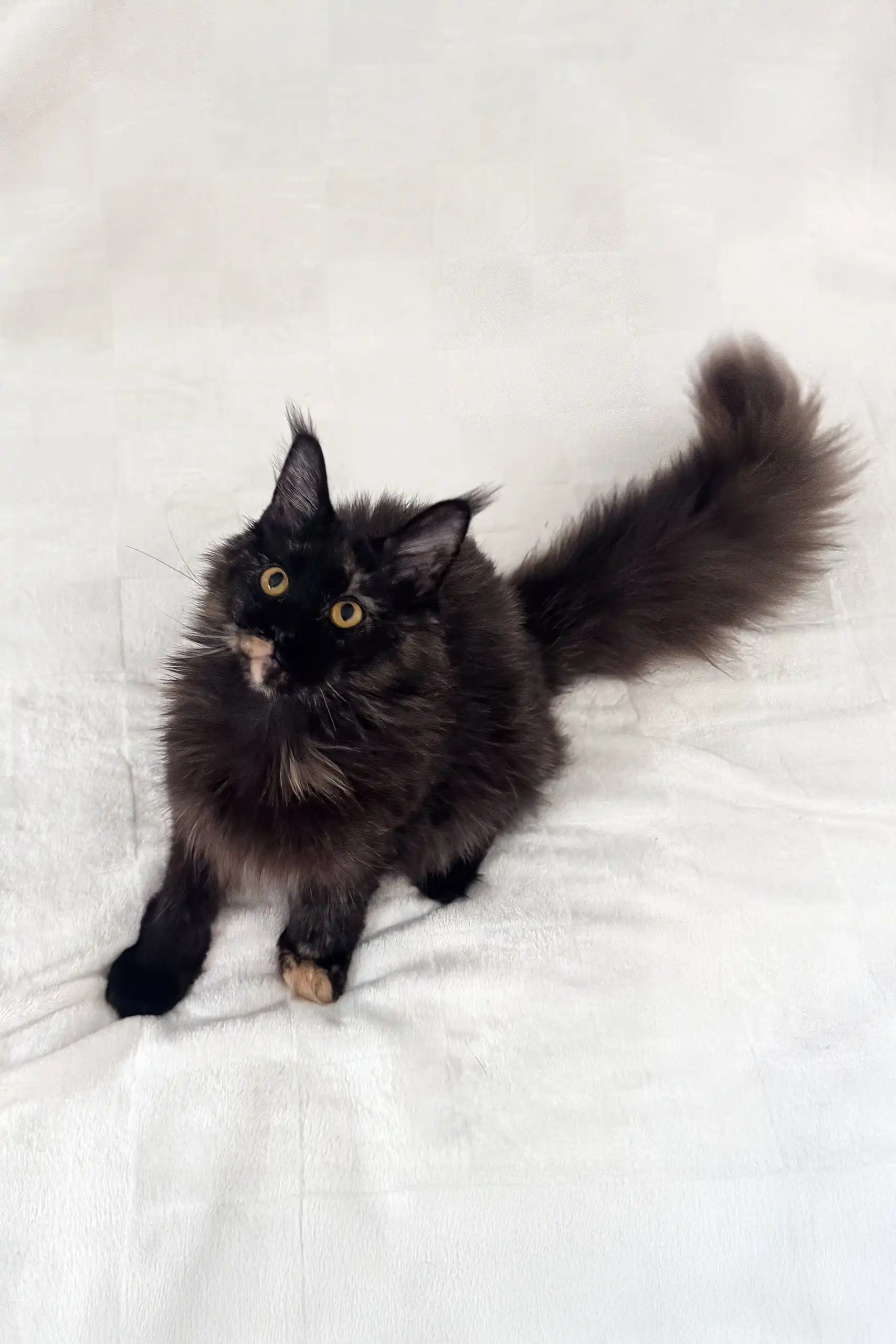 Arugula | Maine Coon Kitten - Image 8