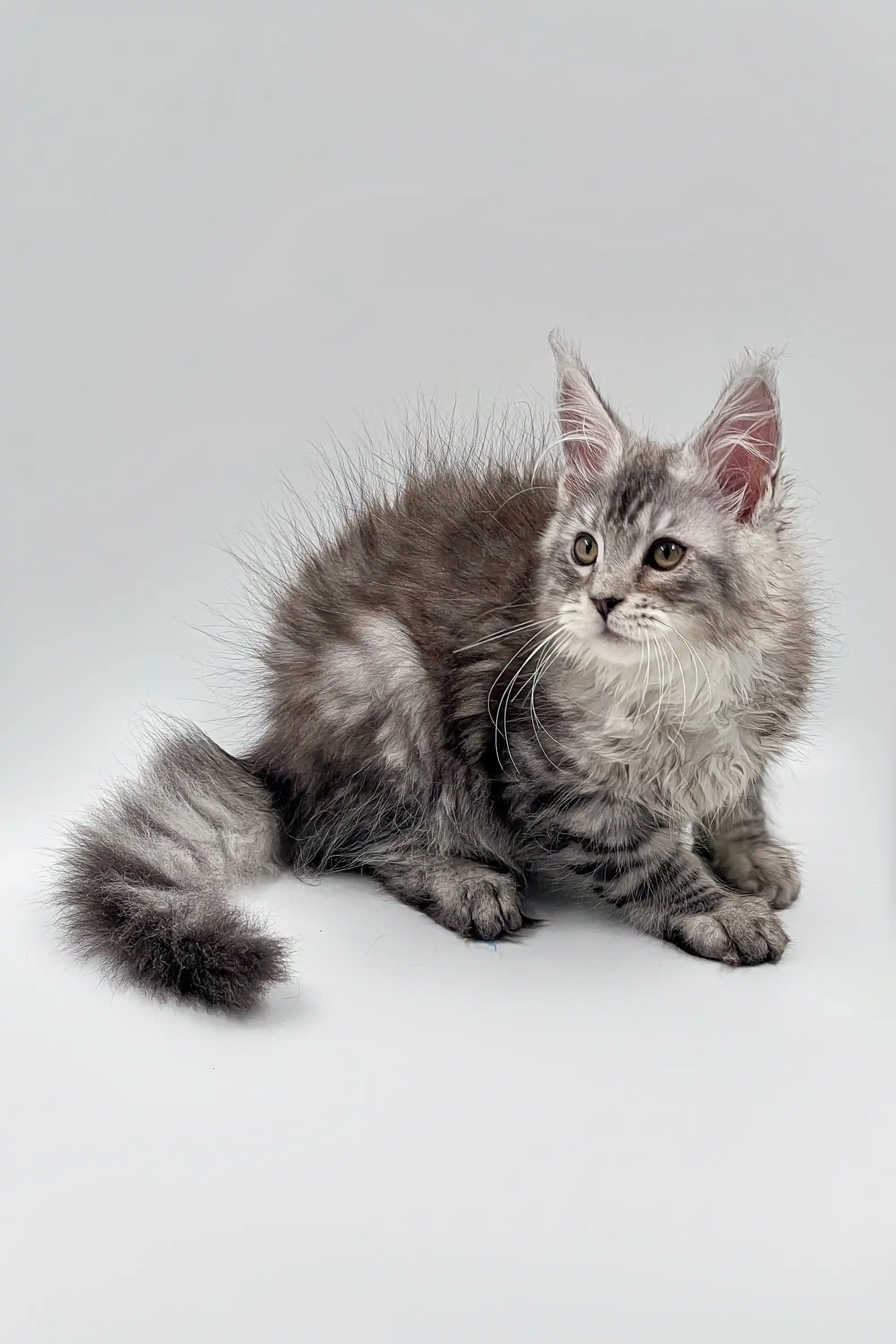 Asqar | Maine Coon Kitten - Image 3
