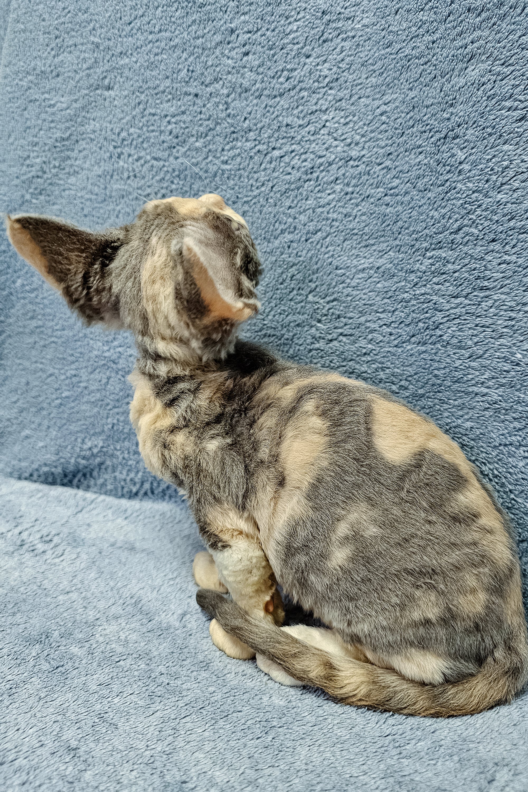 Assol | Devon Rex Kitten - Image 7