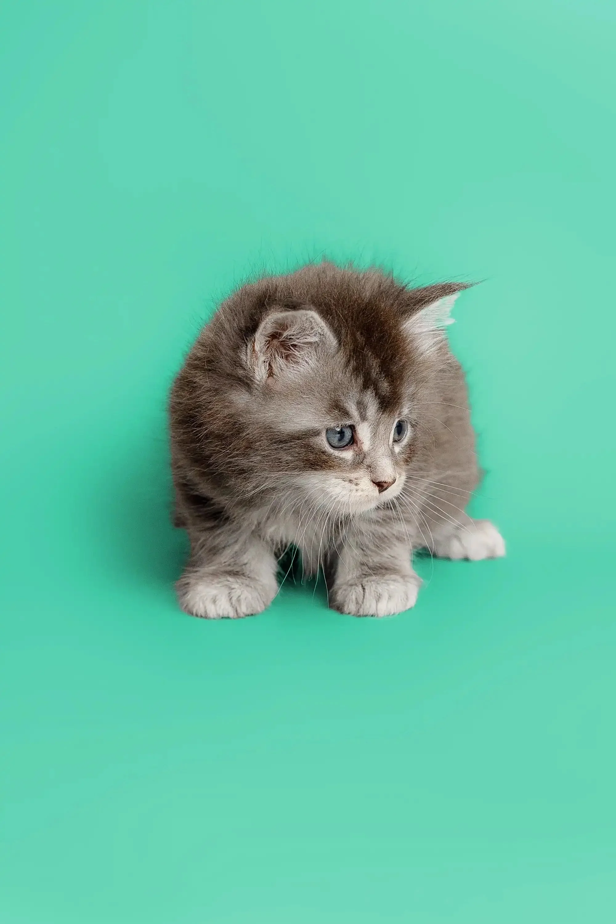 Assol | Maine Coon Kitten - Image 12