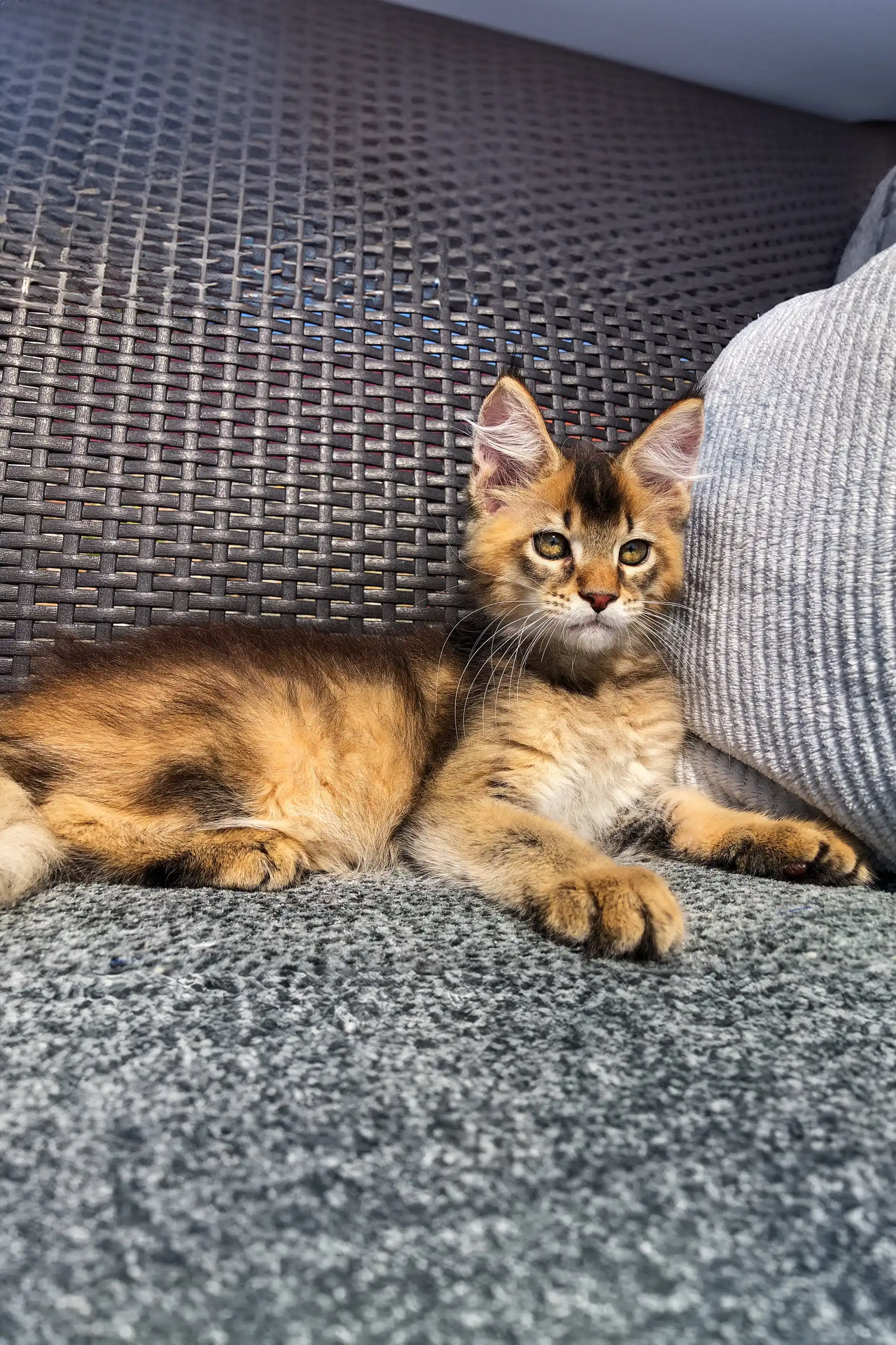Aston | Golden Maine Coon Kitten - Image 4