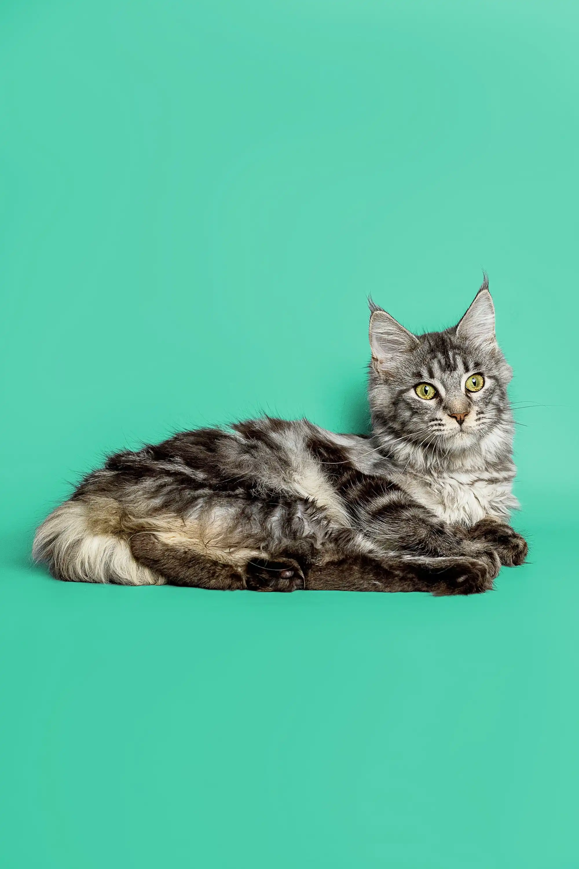 Astra| Maine Coon Kitten - Image 15