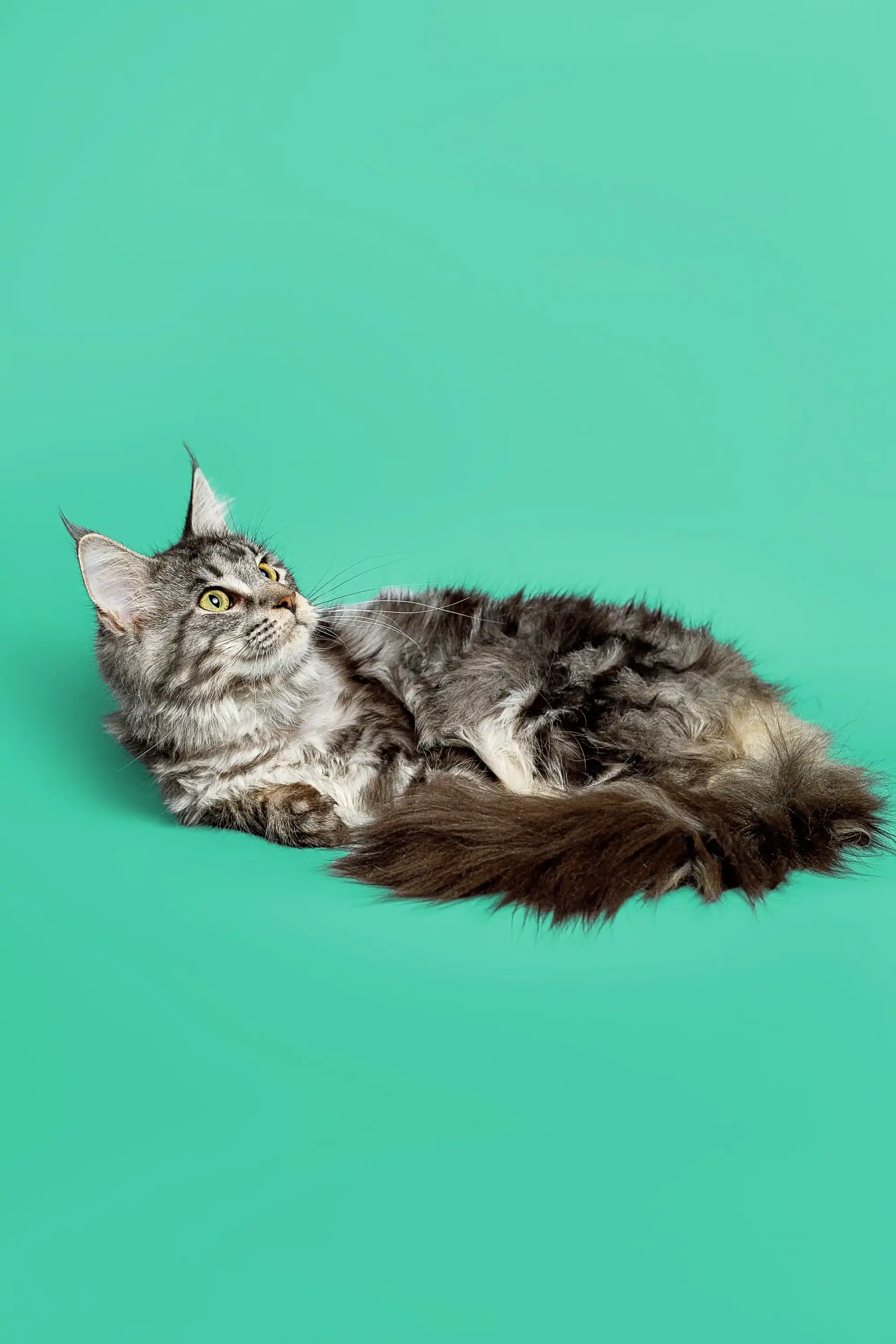 Astra| Maine Coon Kitten - Image 5
