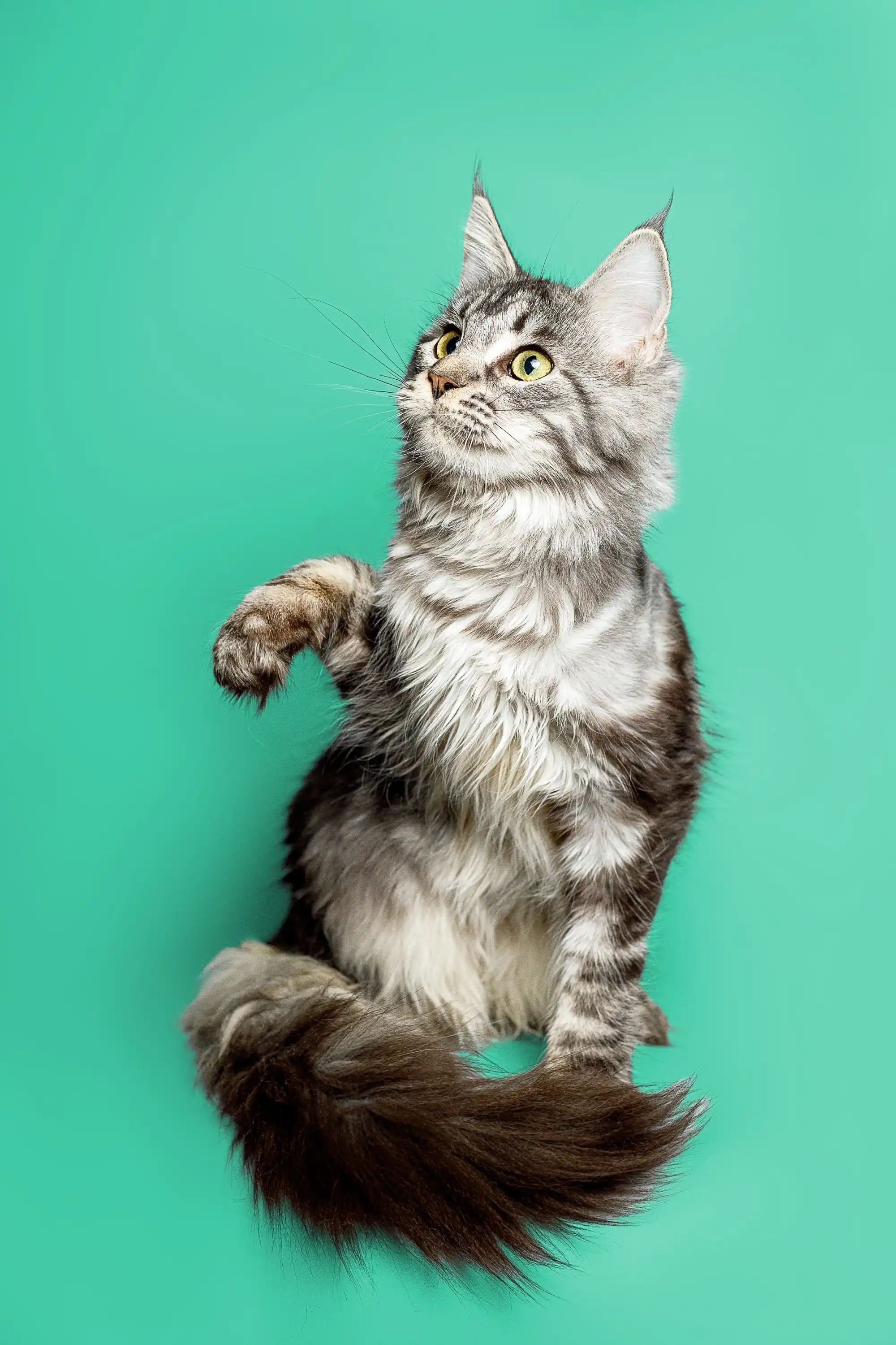Astra| Maine Coon Kitten - Image 6