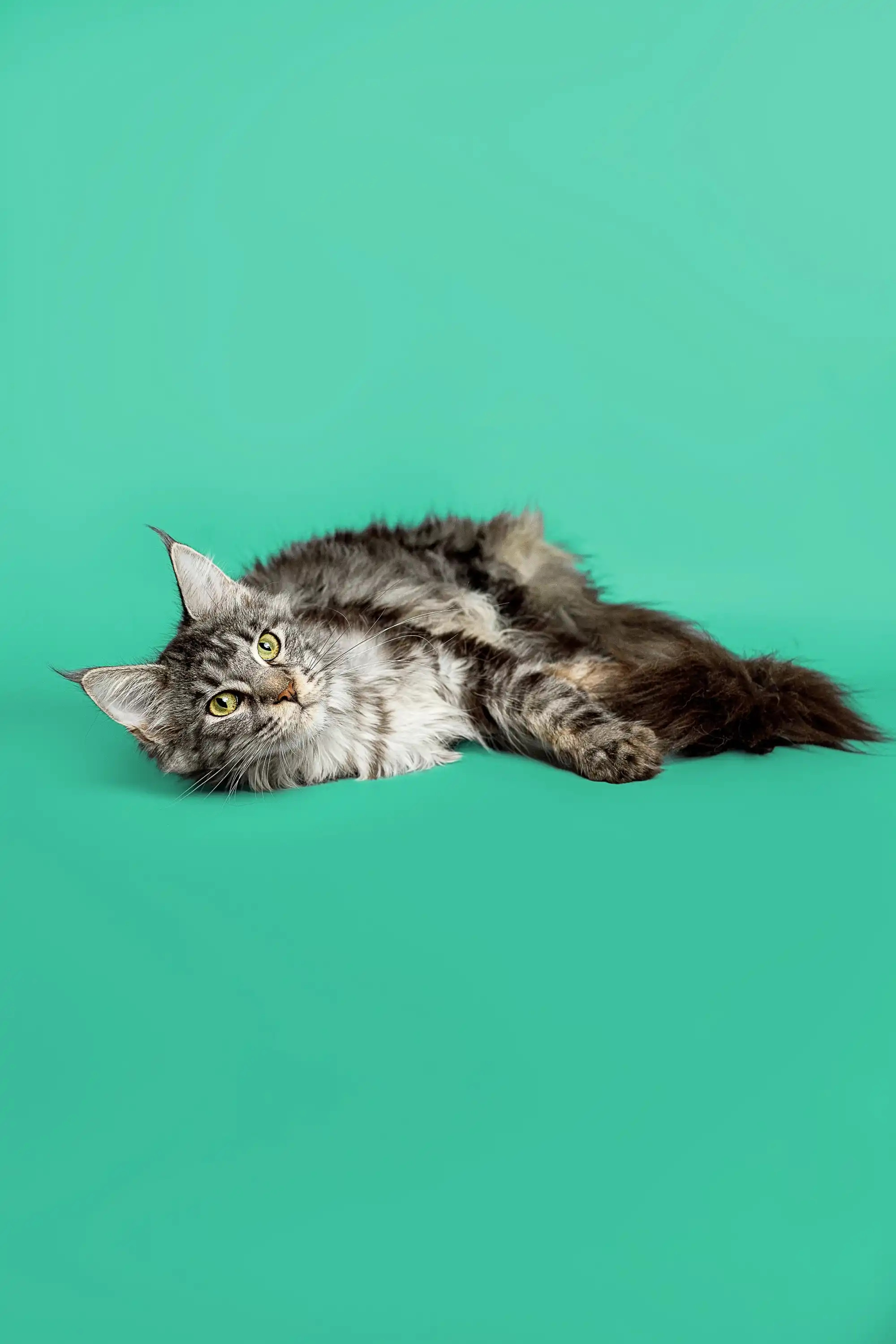 Astra| Maine Coon Kitten - Image 9