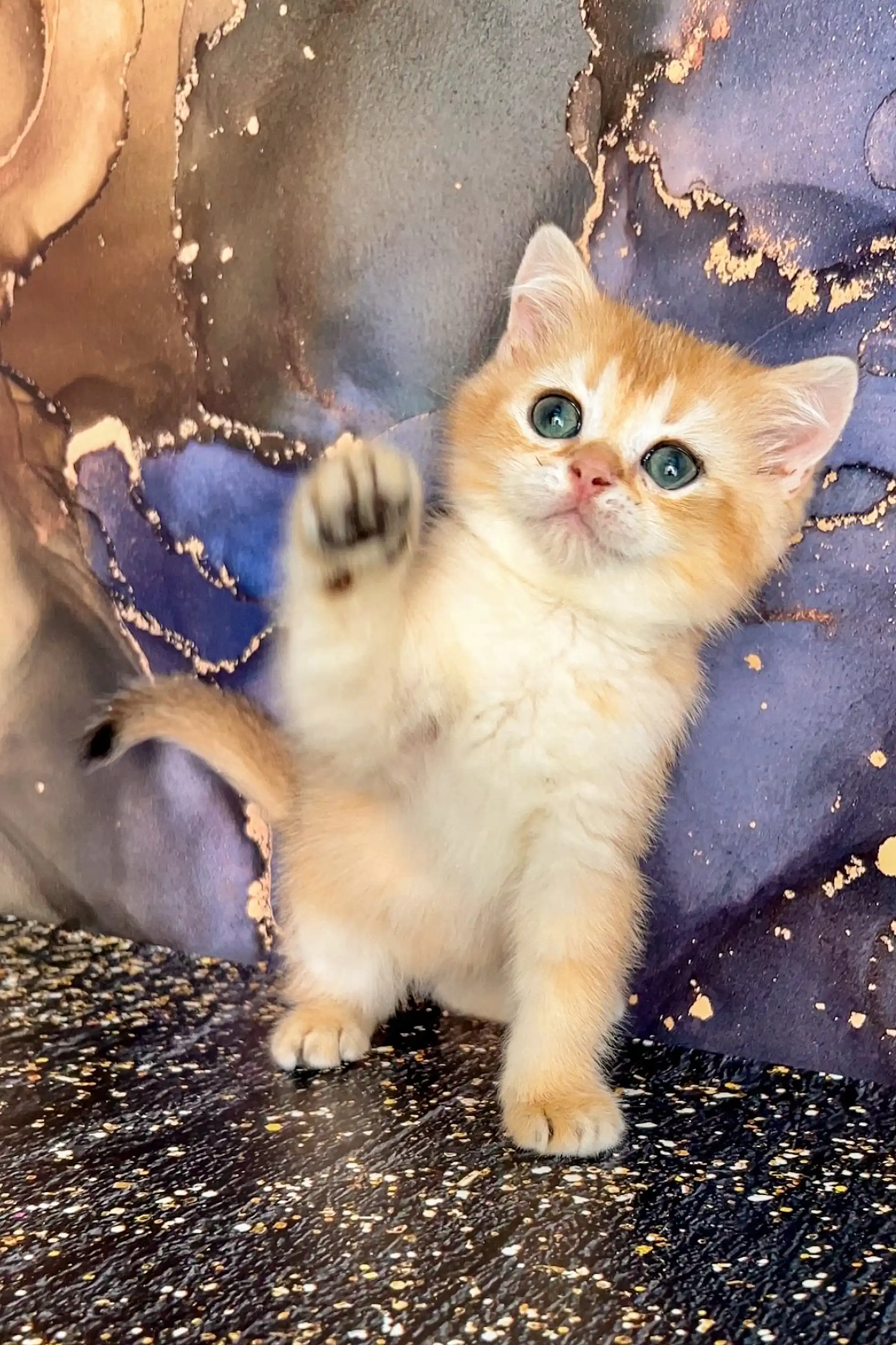 Atas | Scottish Straight Kitten - Image 4