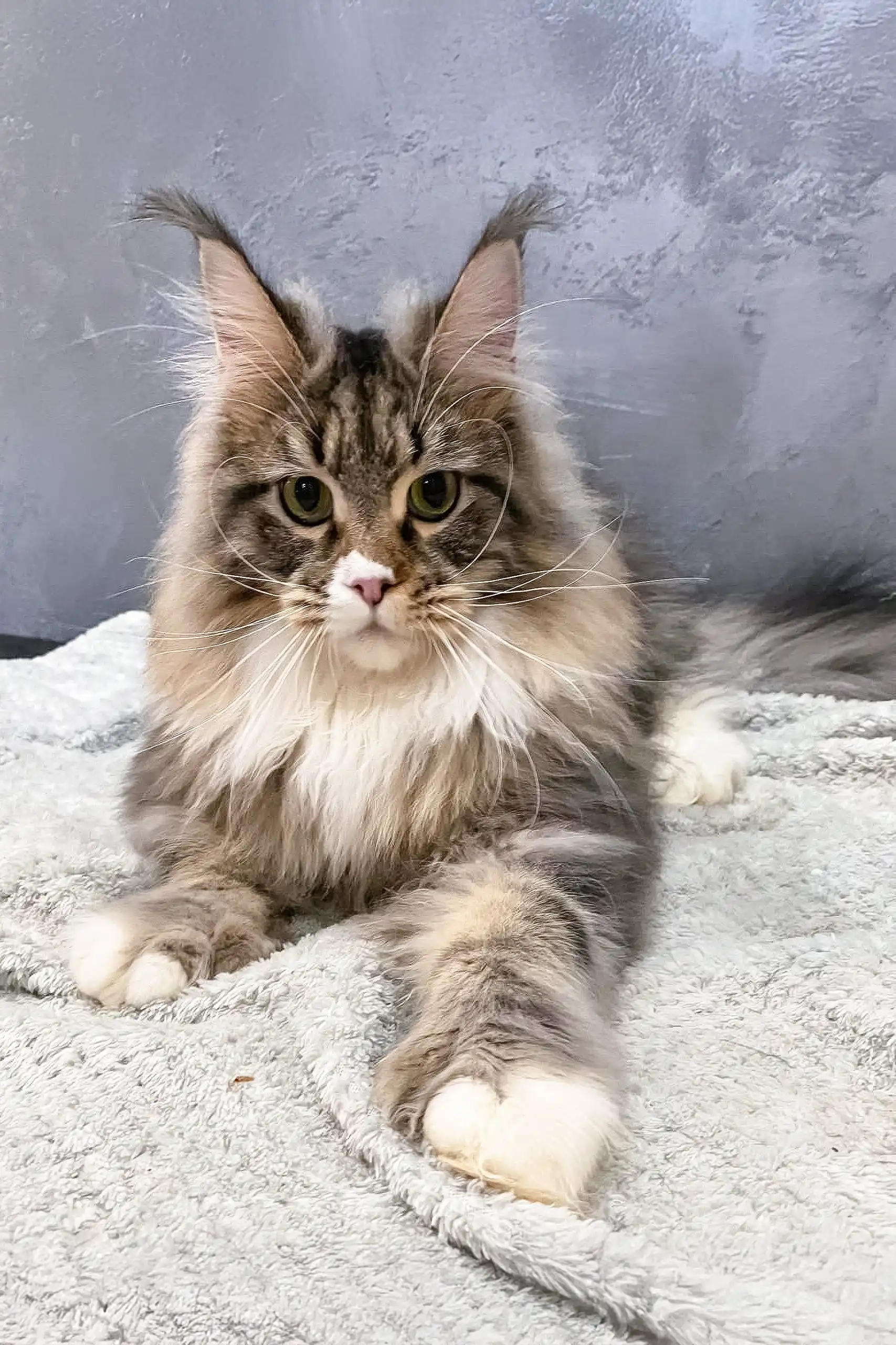 Atlantis | Polydactyl Maine Coon - Image 4