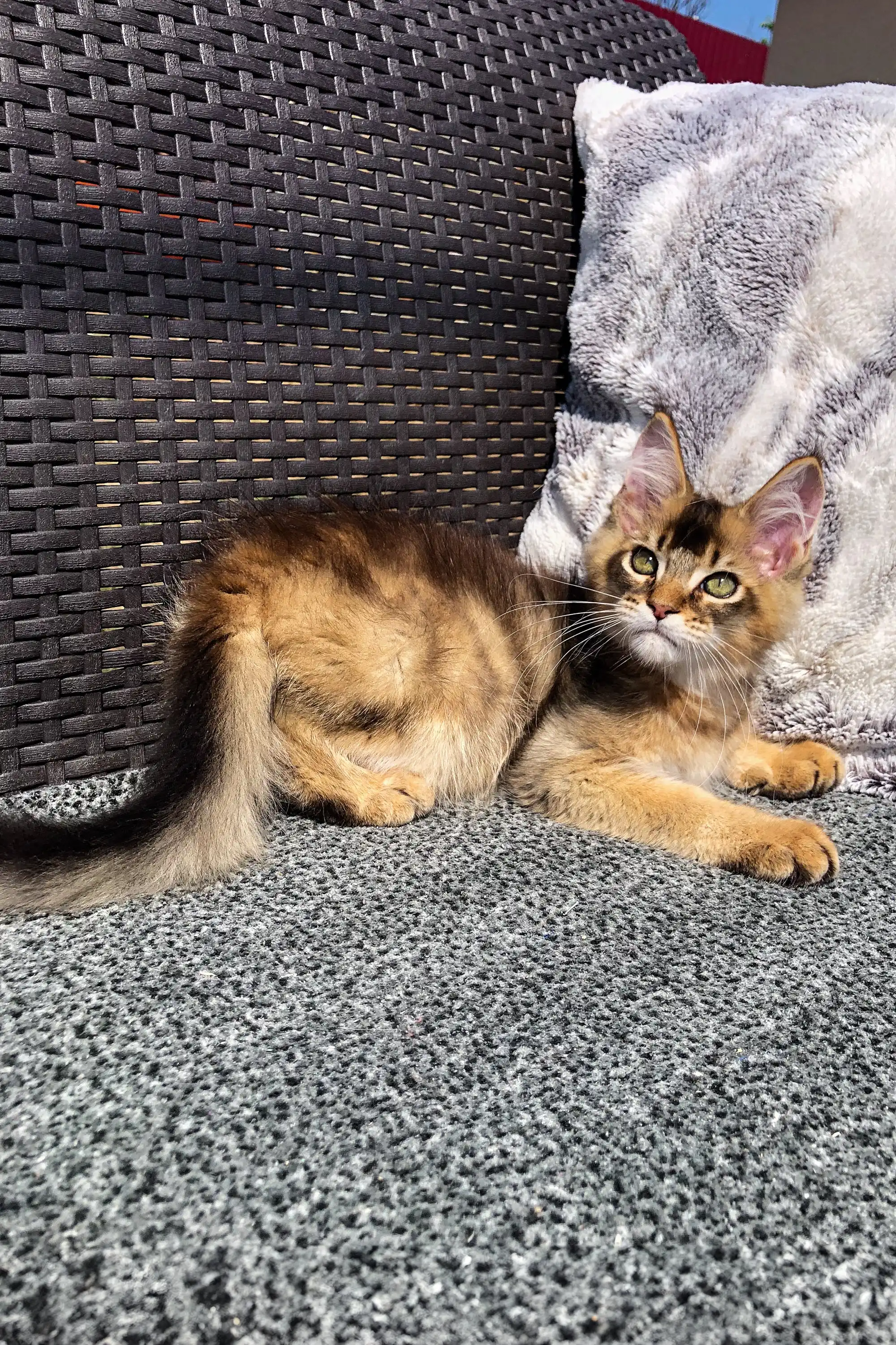 Atlas | Golden Maine Coon Kitten - Image 12
