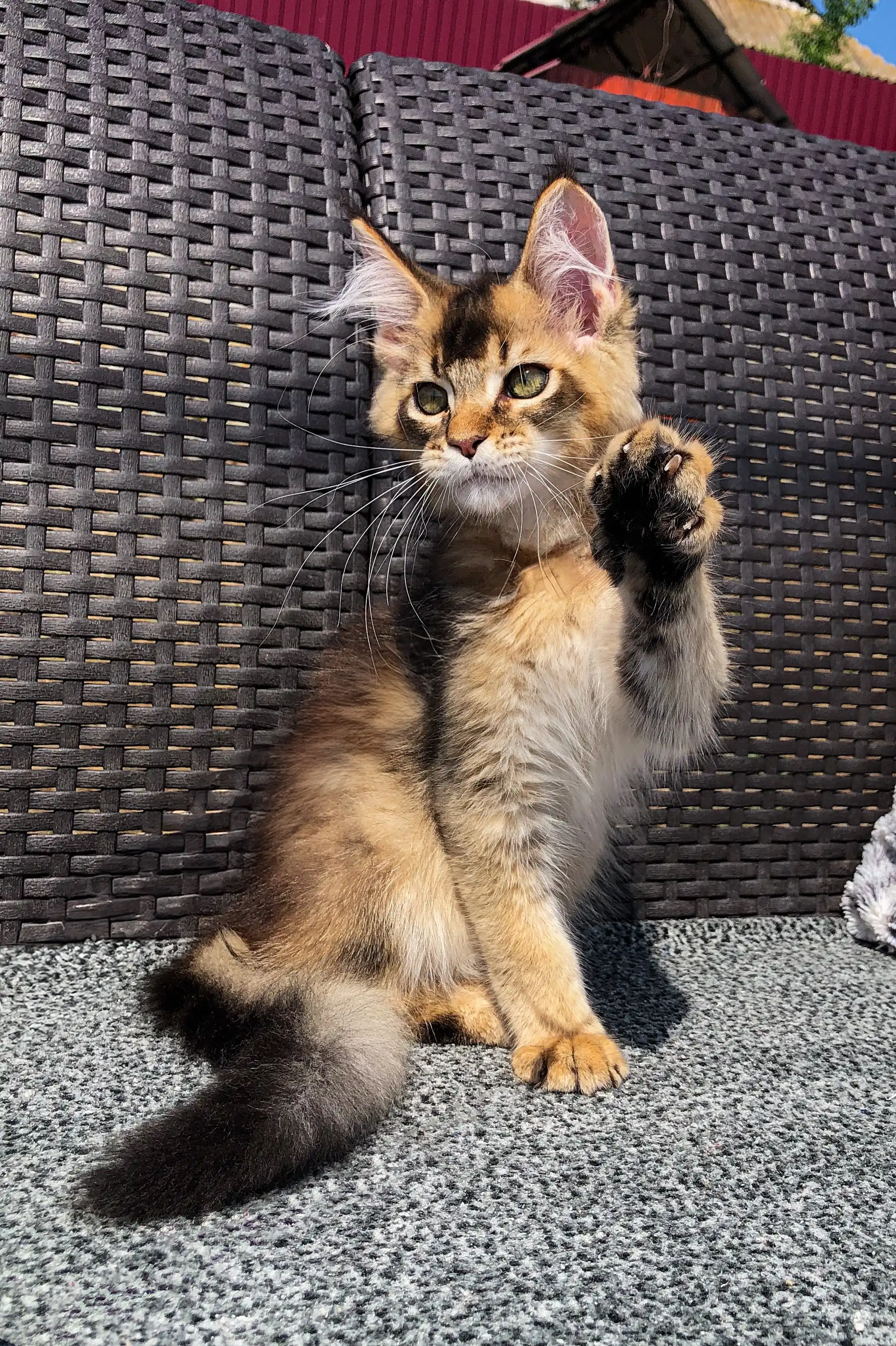 Atlas | Golden Maine Coon Kitten - Image 13