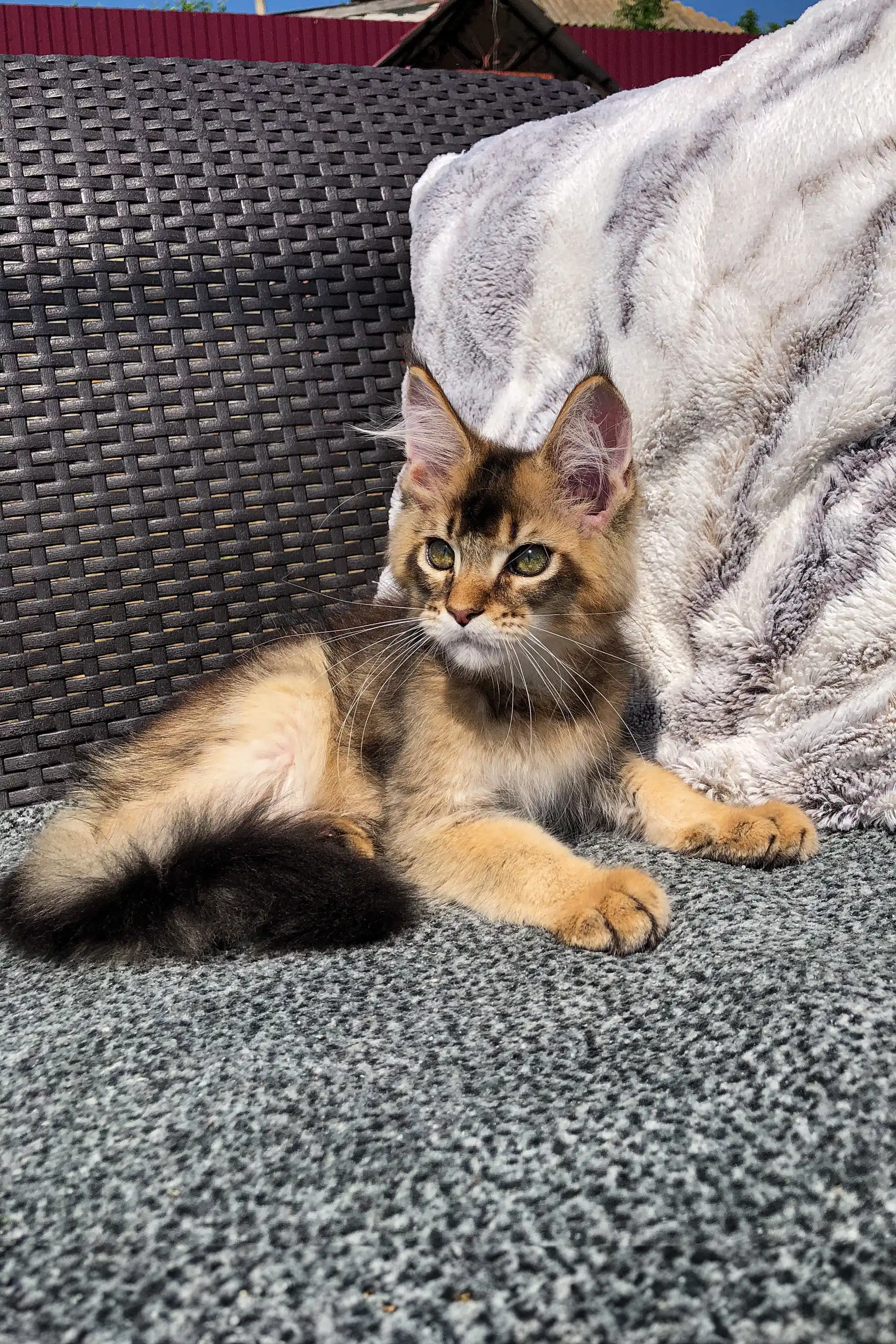 Atlas | Golden Maine Coon Kitten - Image 15