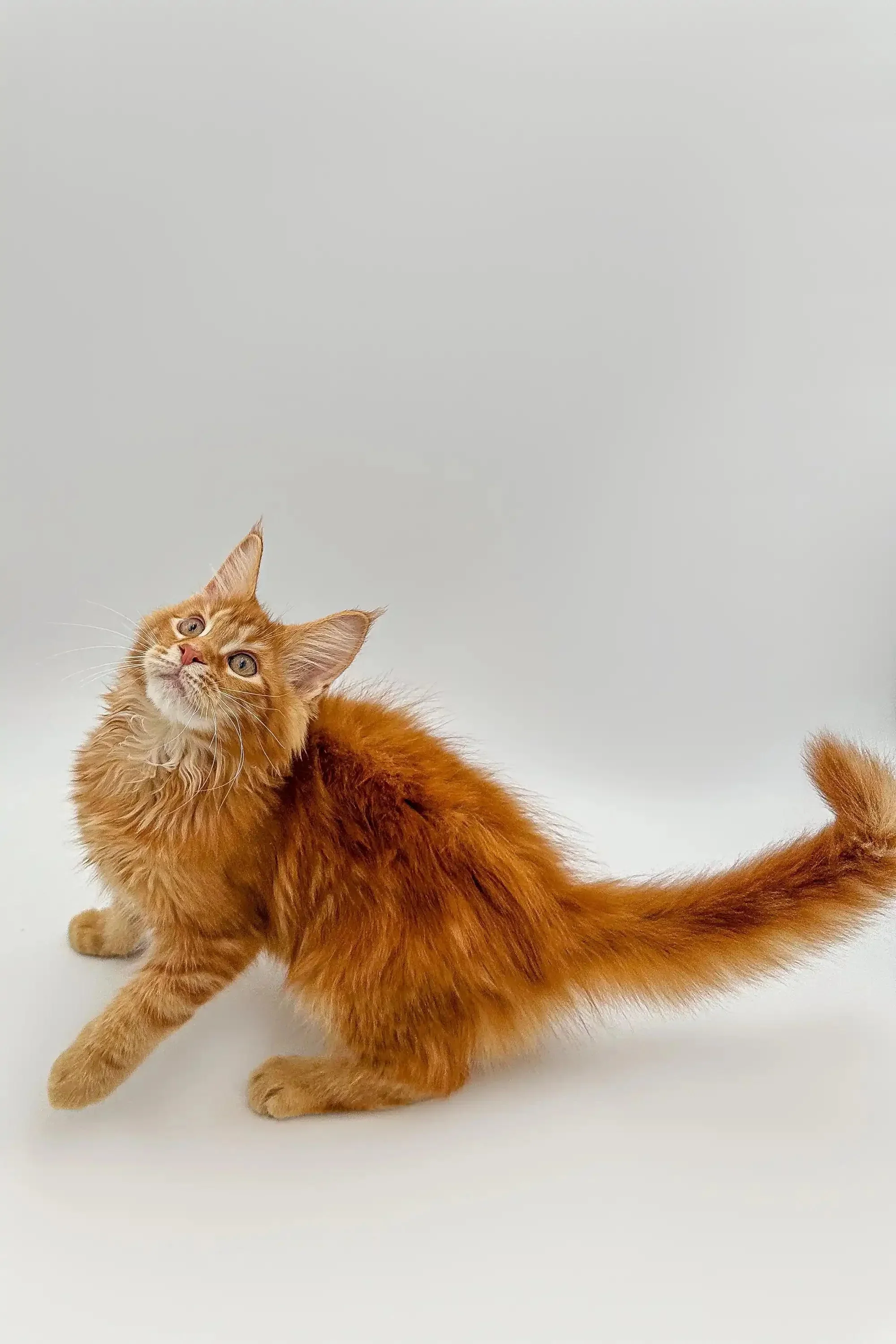 Atlas | Maine Coon Kitten - Image 4