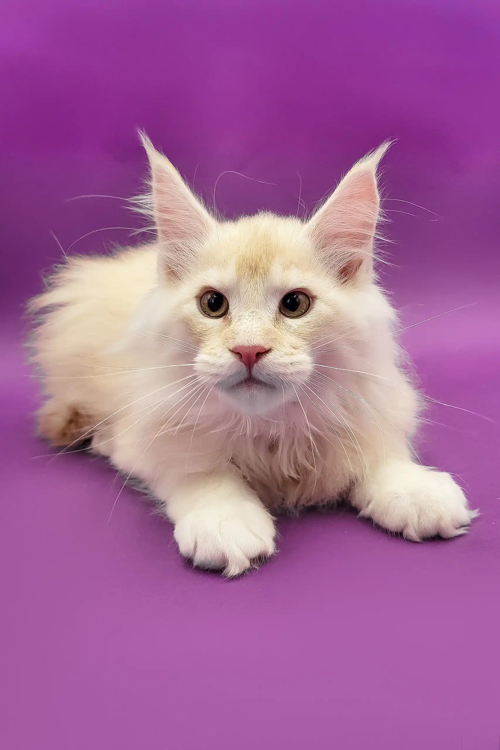 Atos | Maine Coon Kitten - Image 3