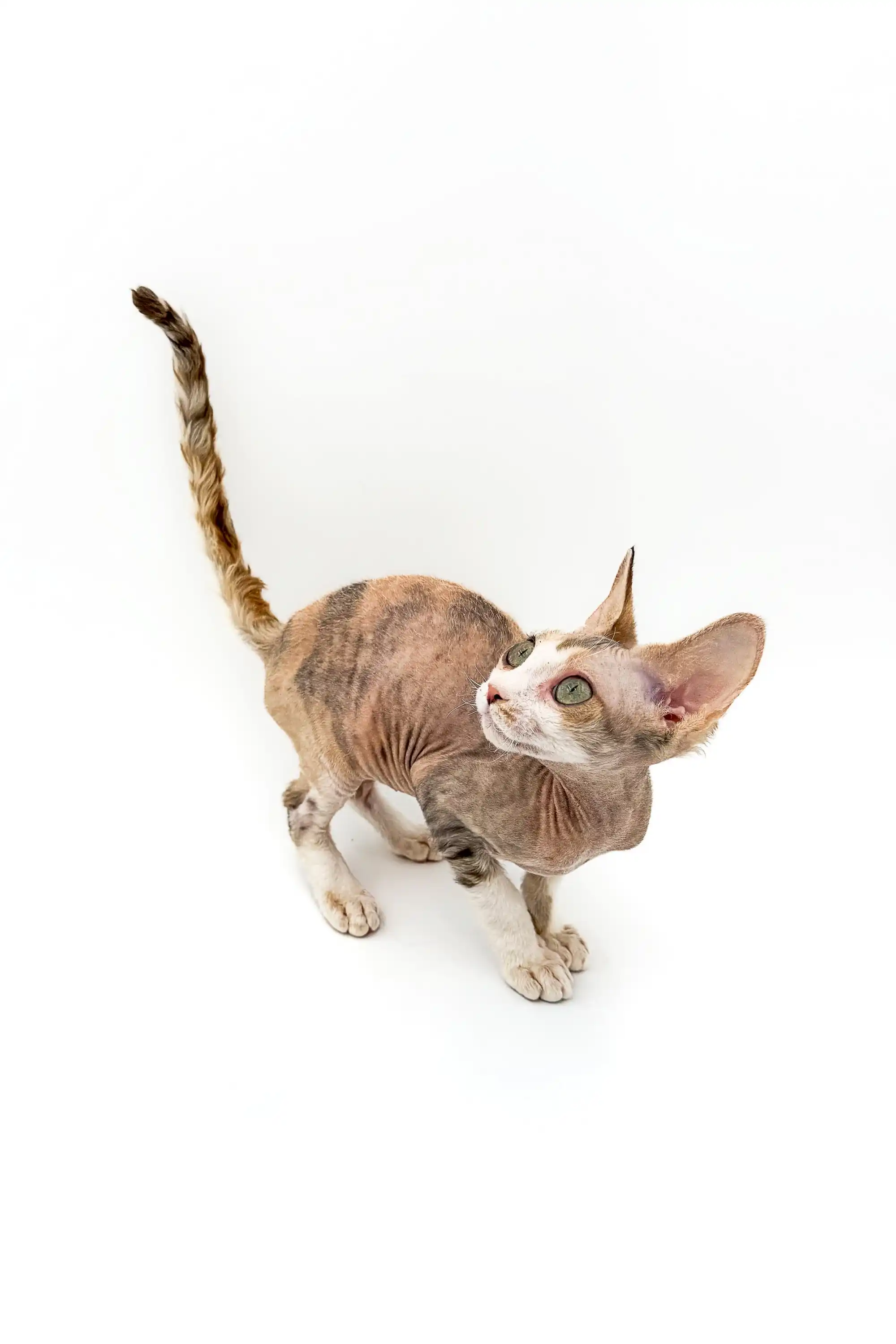 Azula | Devon Rex Kitten - Image 9