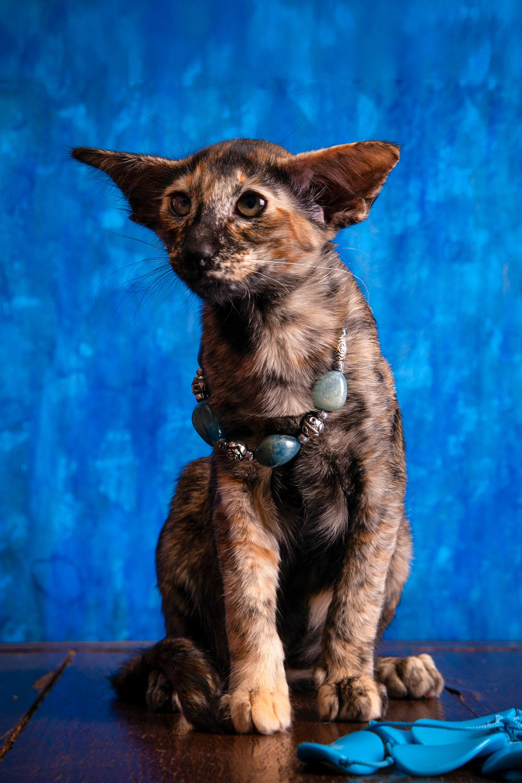 Backy | Oriental Shorthair Kitten - Image 5