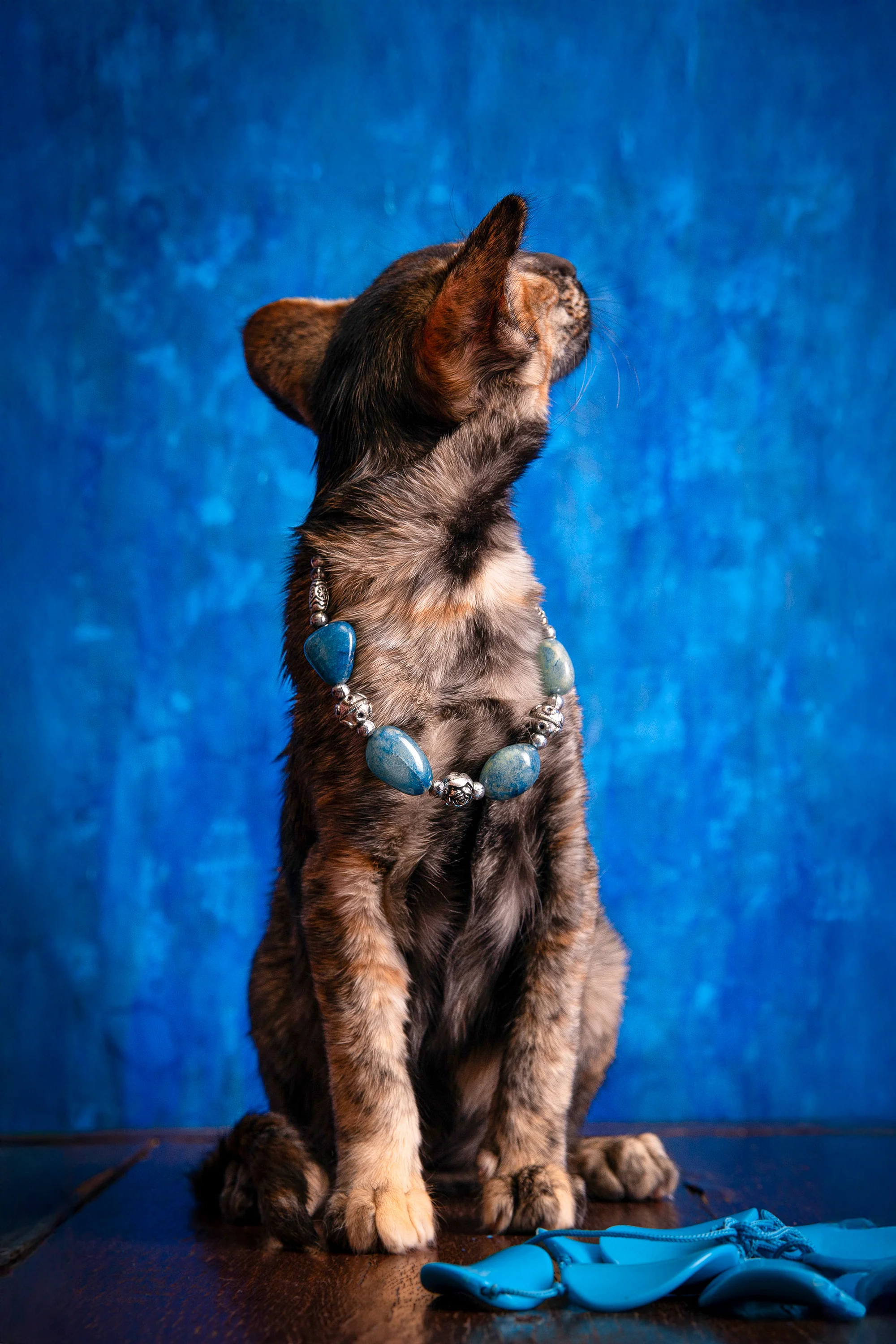 Backy | Oriental Shorthair Kitten - Image 7