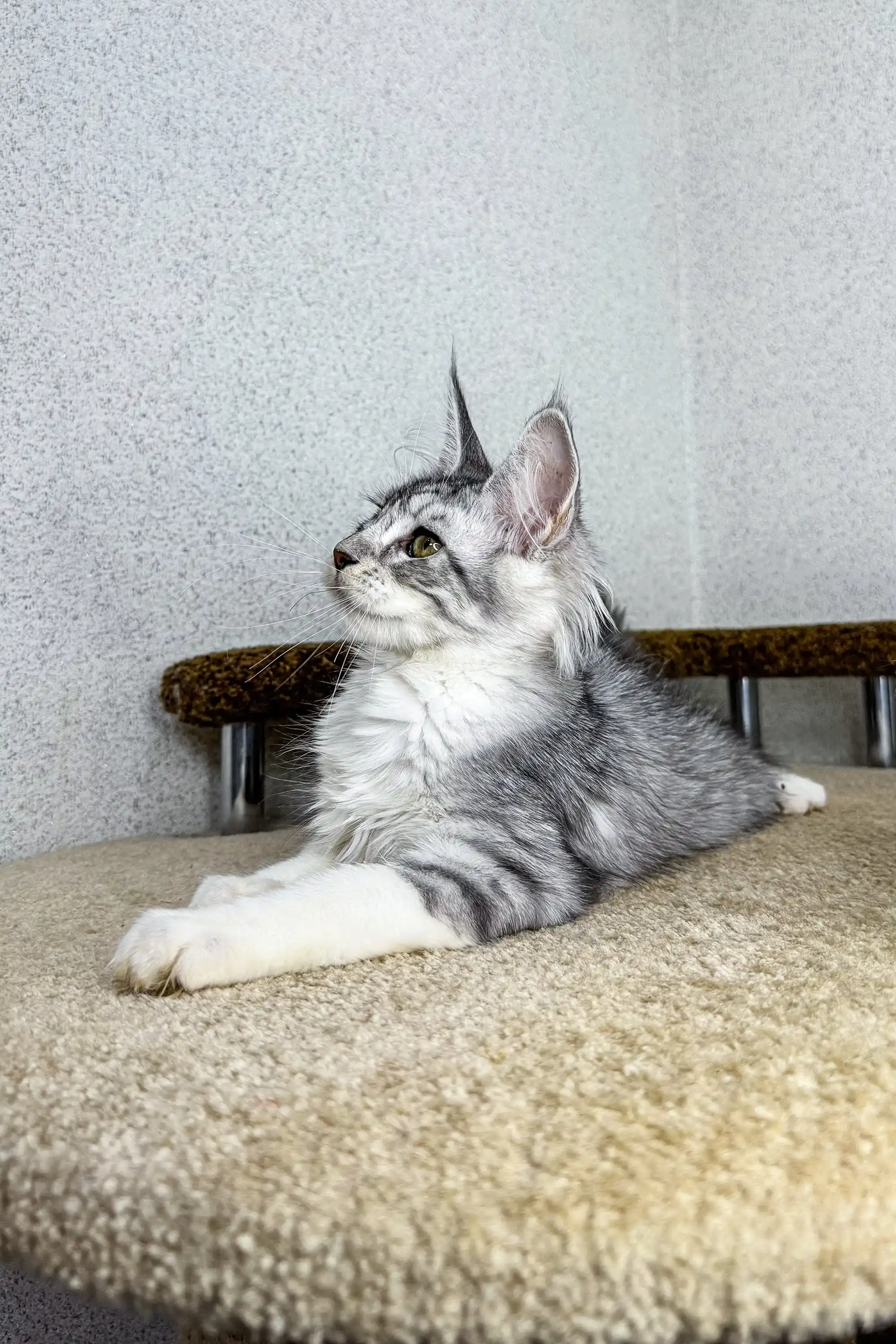 Bali | Maine Coon Kitten - Image 4