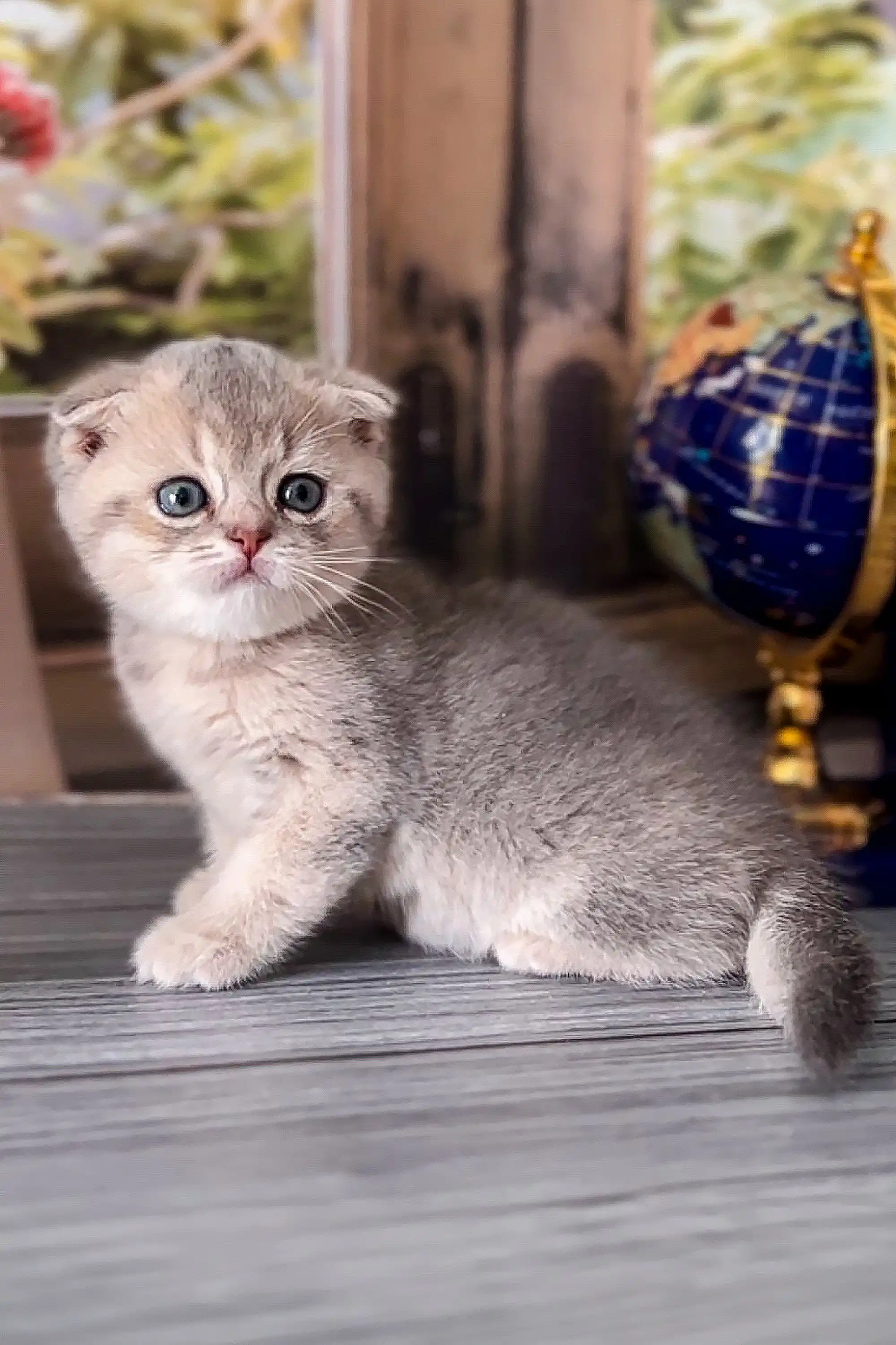 Bani | Scottish Fold Kitten - Image 2