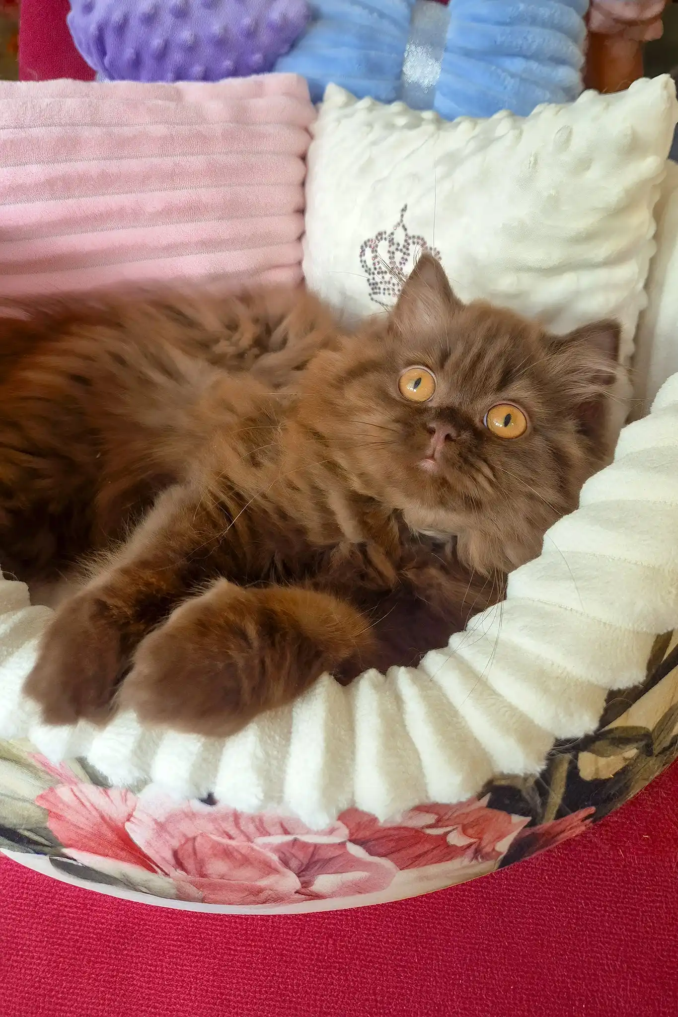 Barbi | British Longhair Kitten - Image 5
