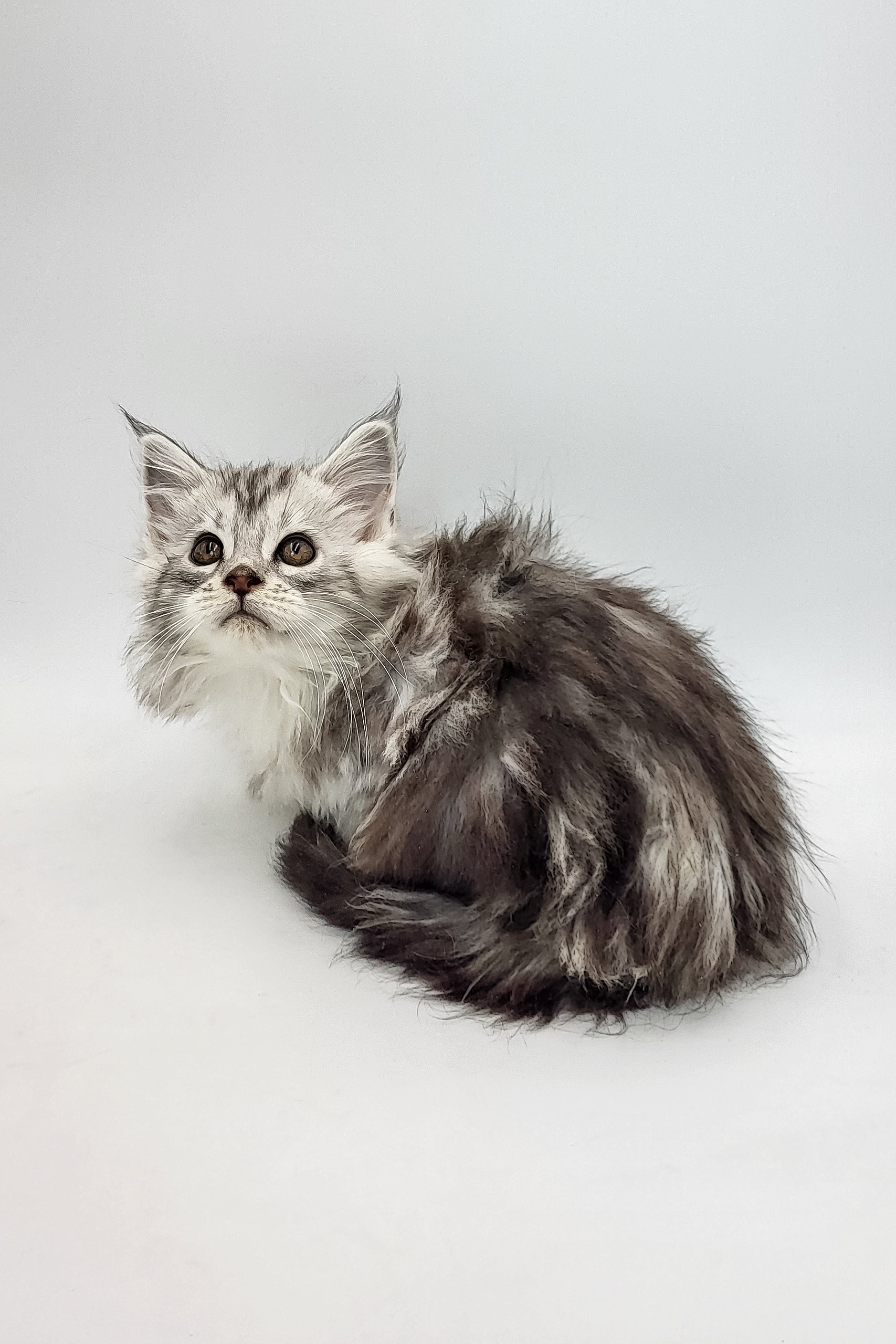 Barbie | Maine Coon Kitten - Image 4