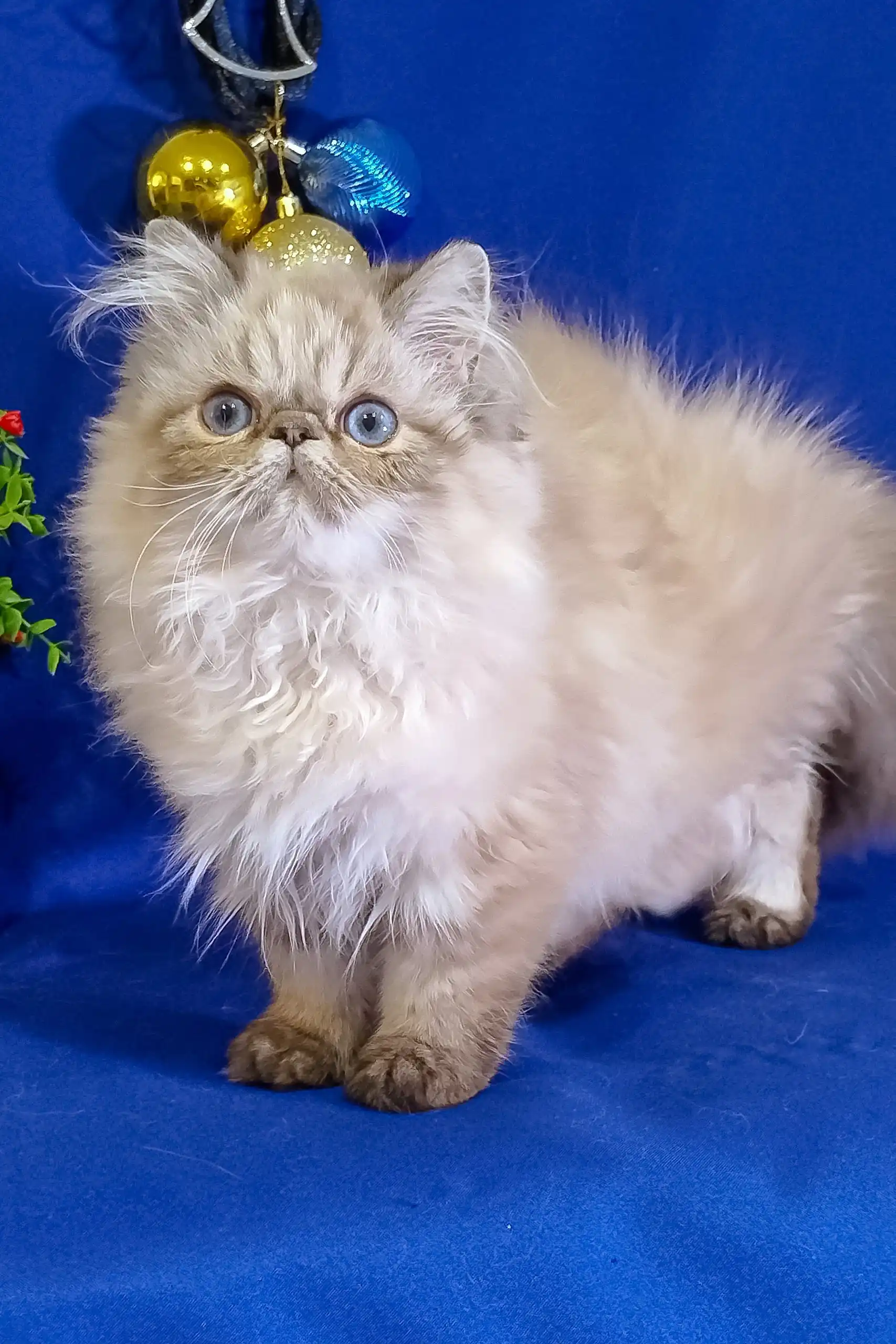 Barbie | Persian Kitten - Image 2