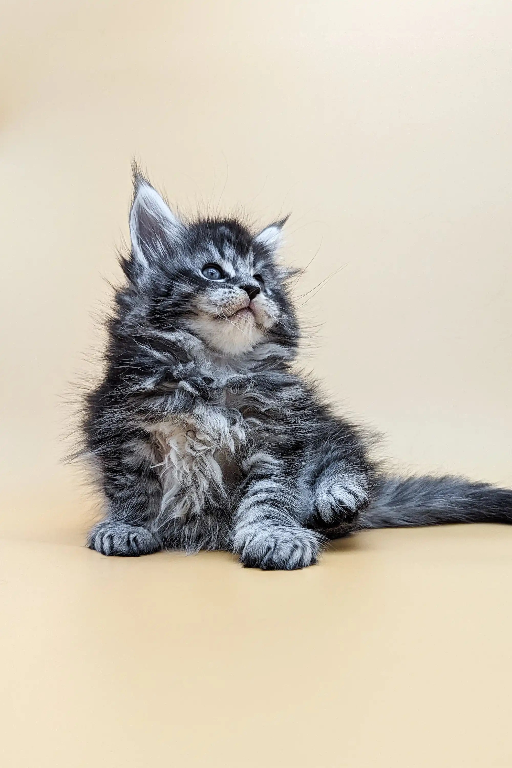 Barby | Maine Coon Kitten - Image 10