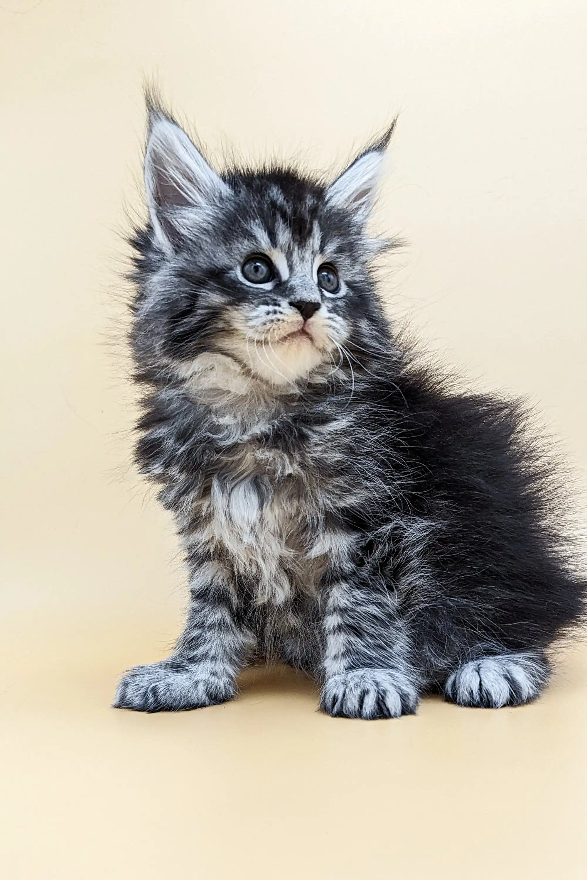 Barby | Maine Coon Kitten - Image 11