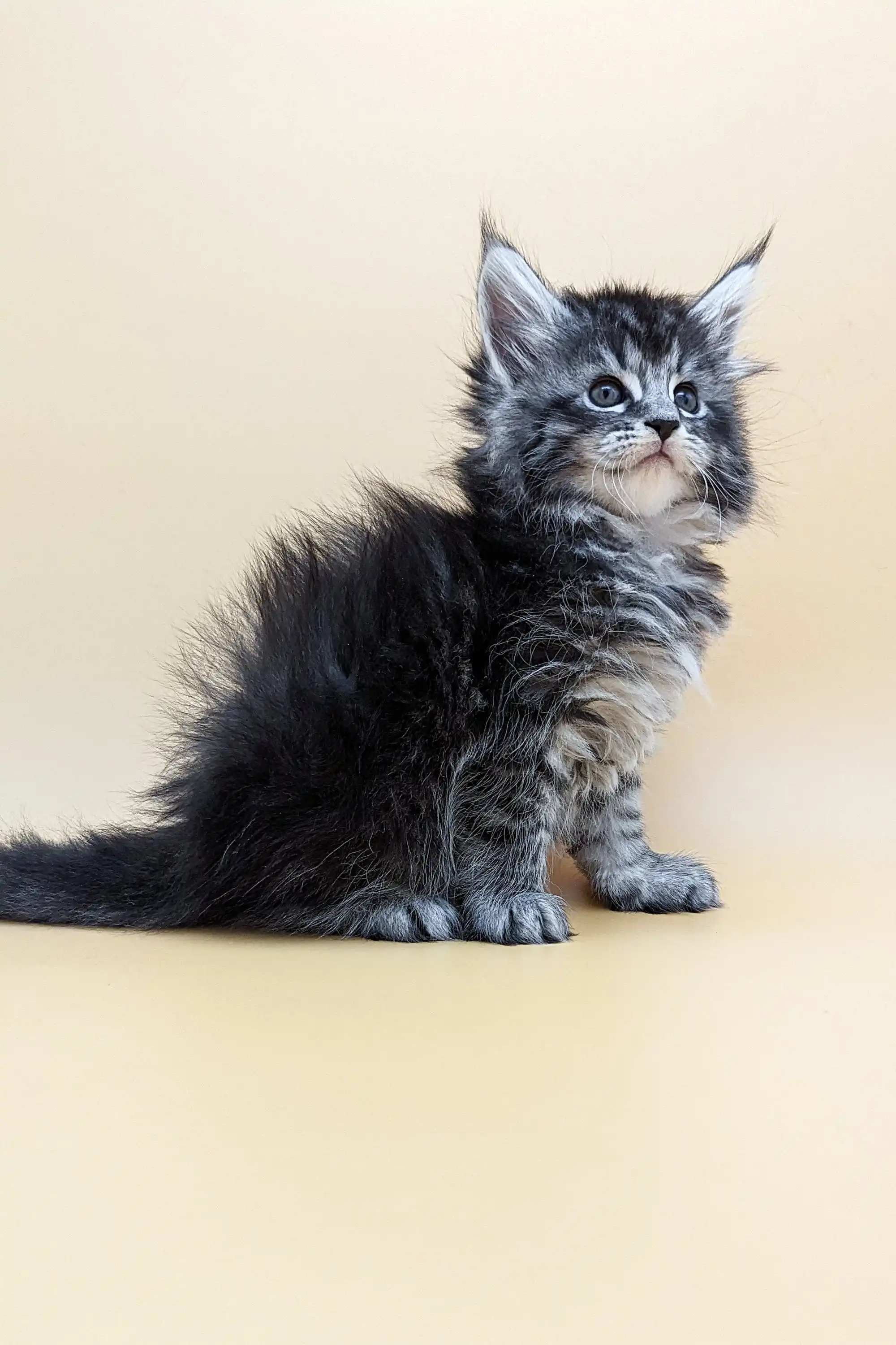 Barby | Maine Coon Kitten - Image 7